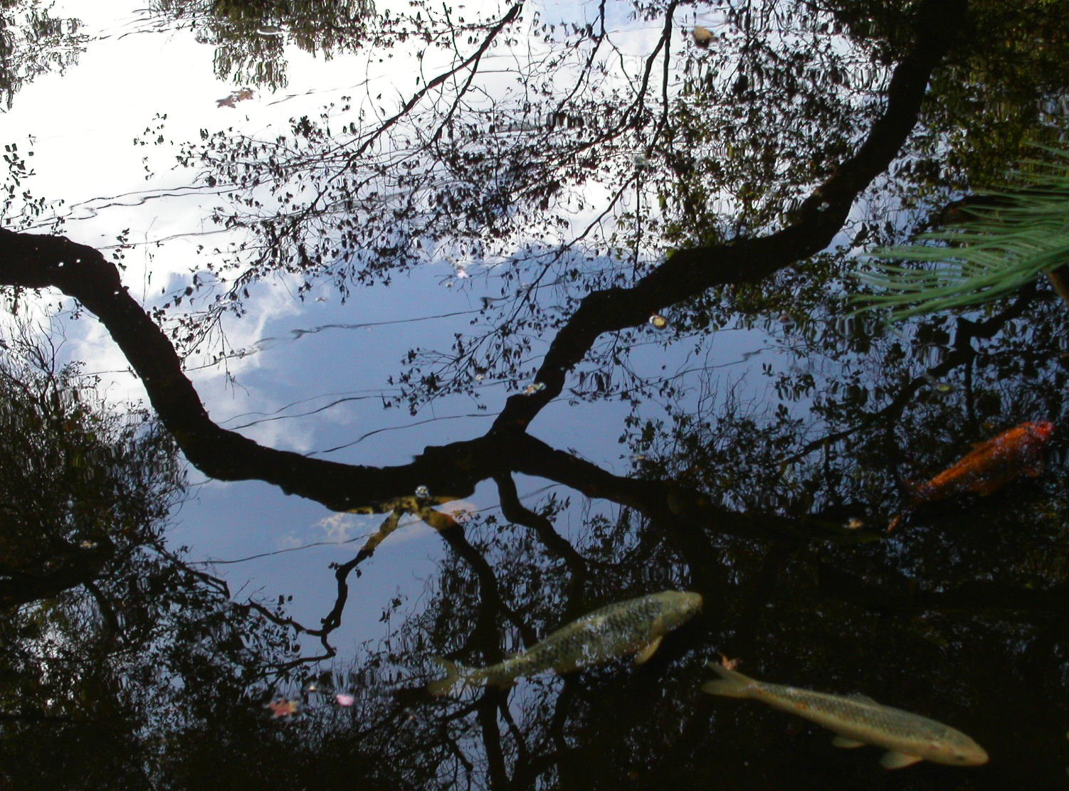 Koi Under Oaks