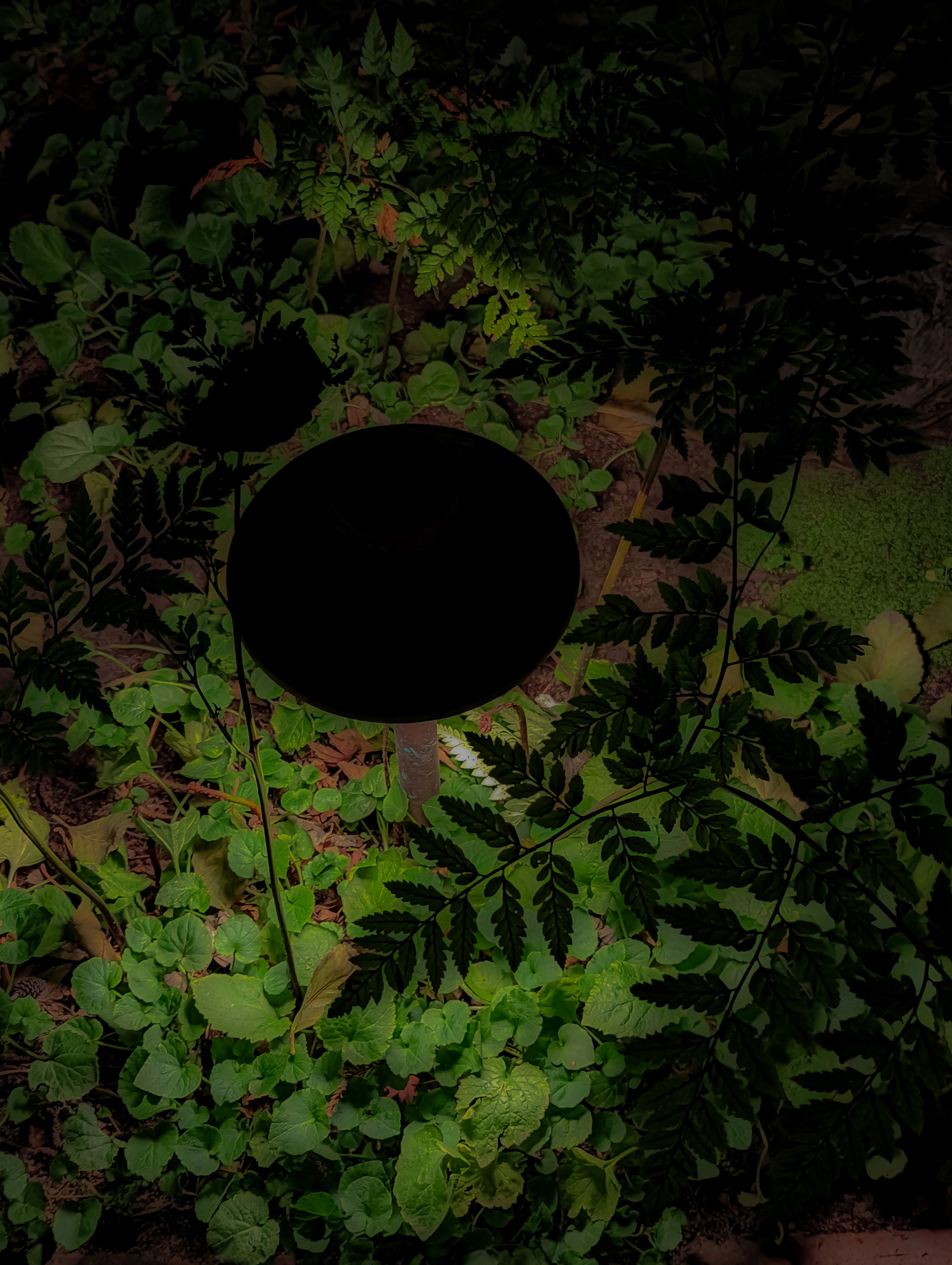 Ferns Discovering a Disk