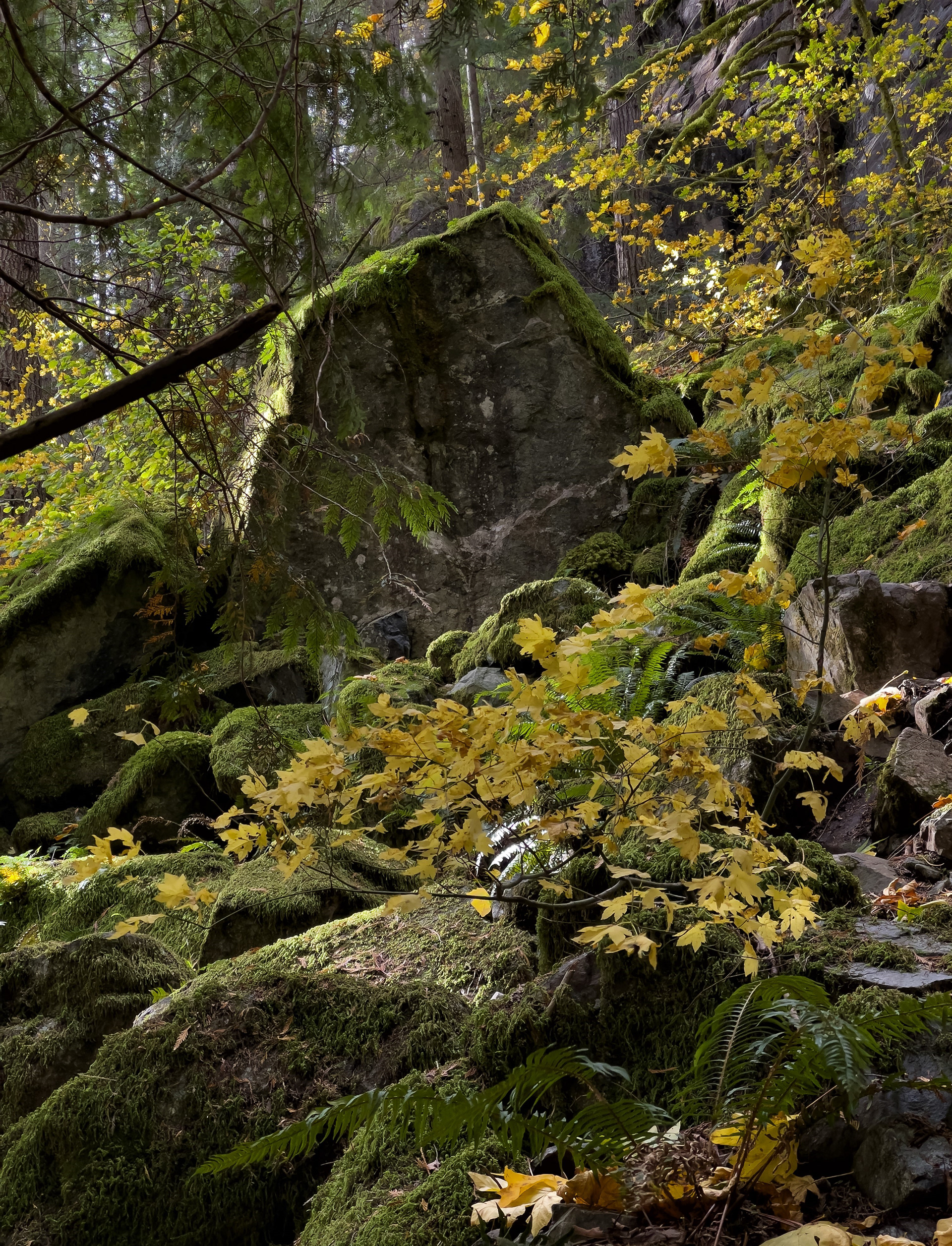 Ancient Scree