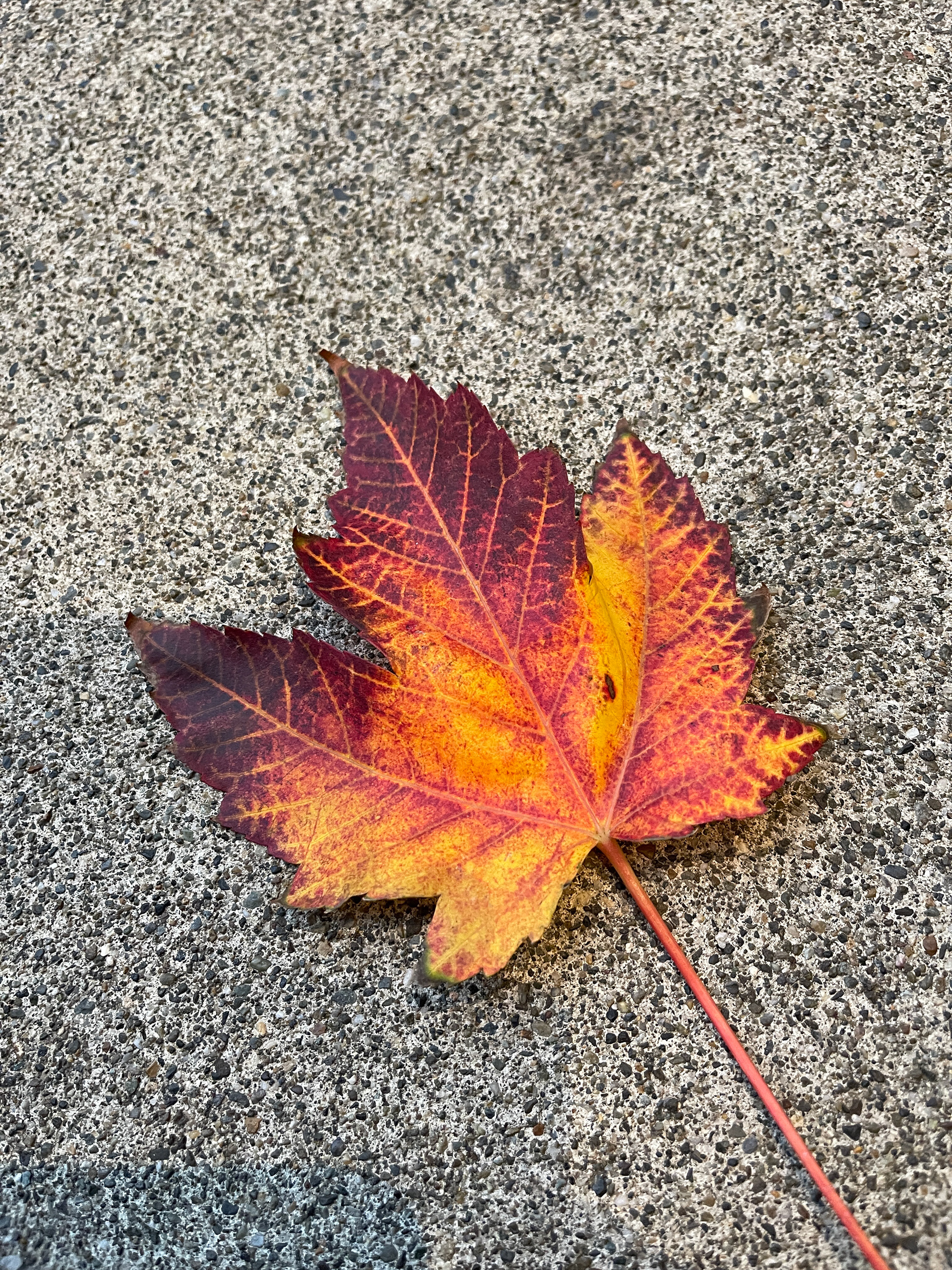 Autumn Fire
