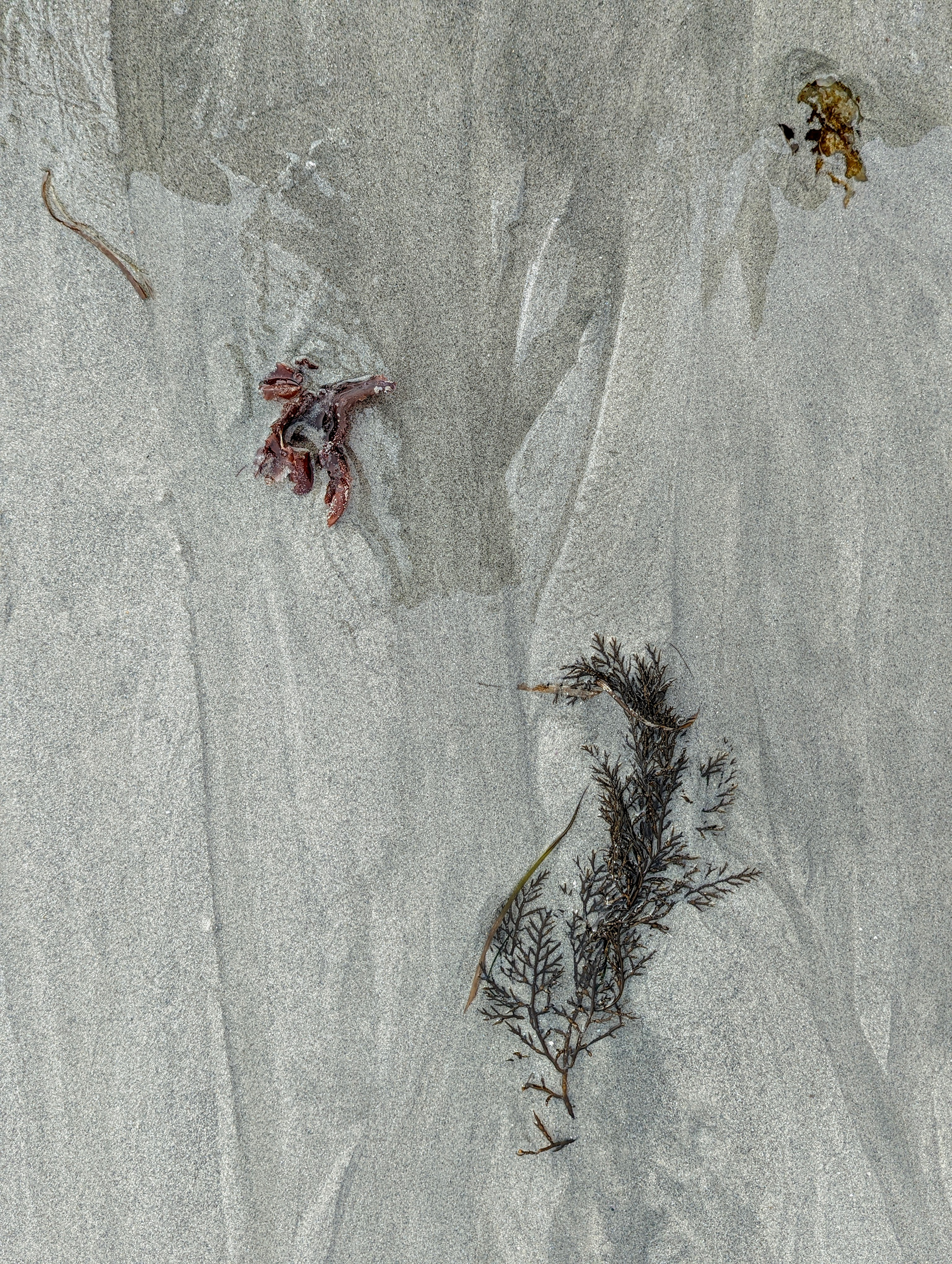 Homage to Joseph Goldberg