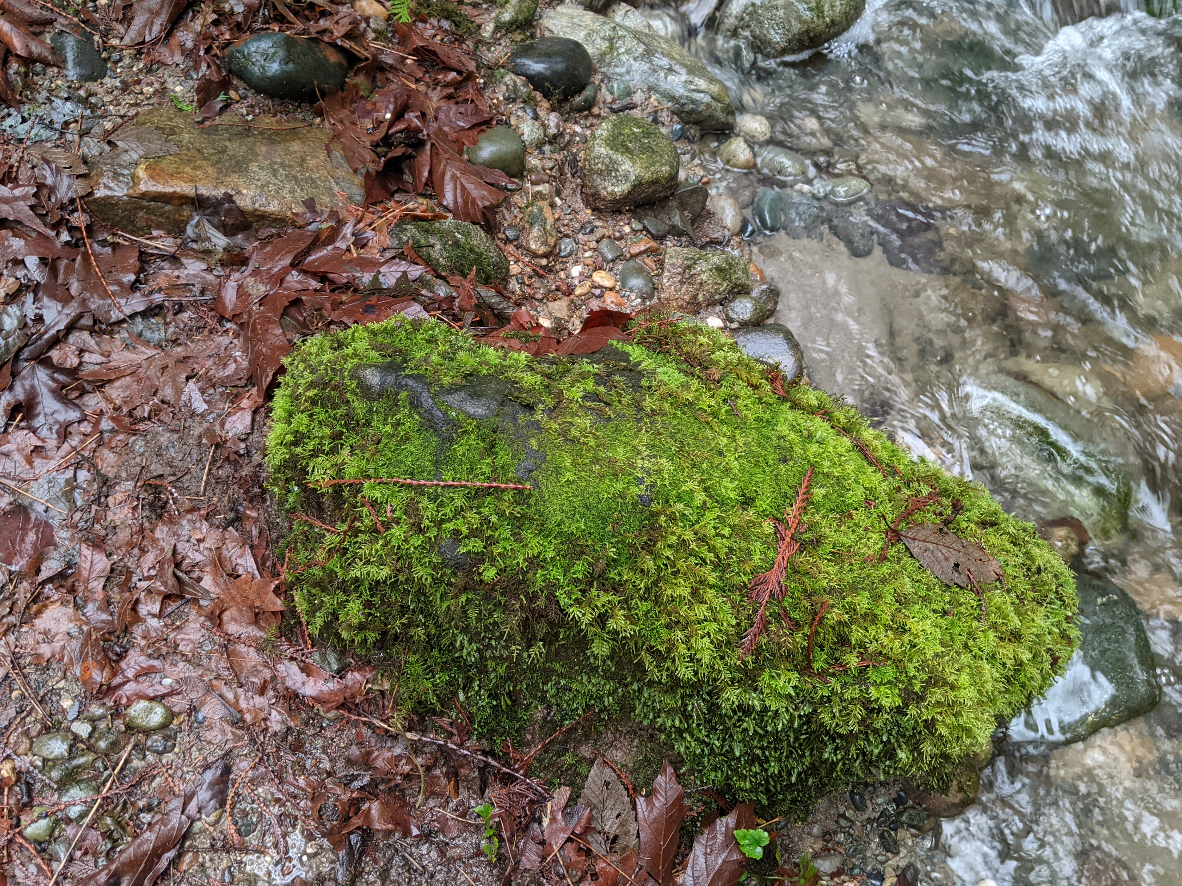 Furry Frog
