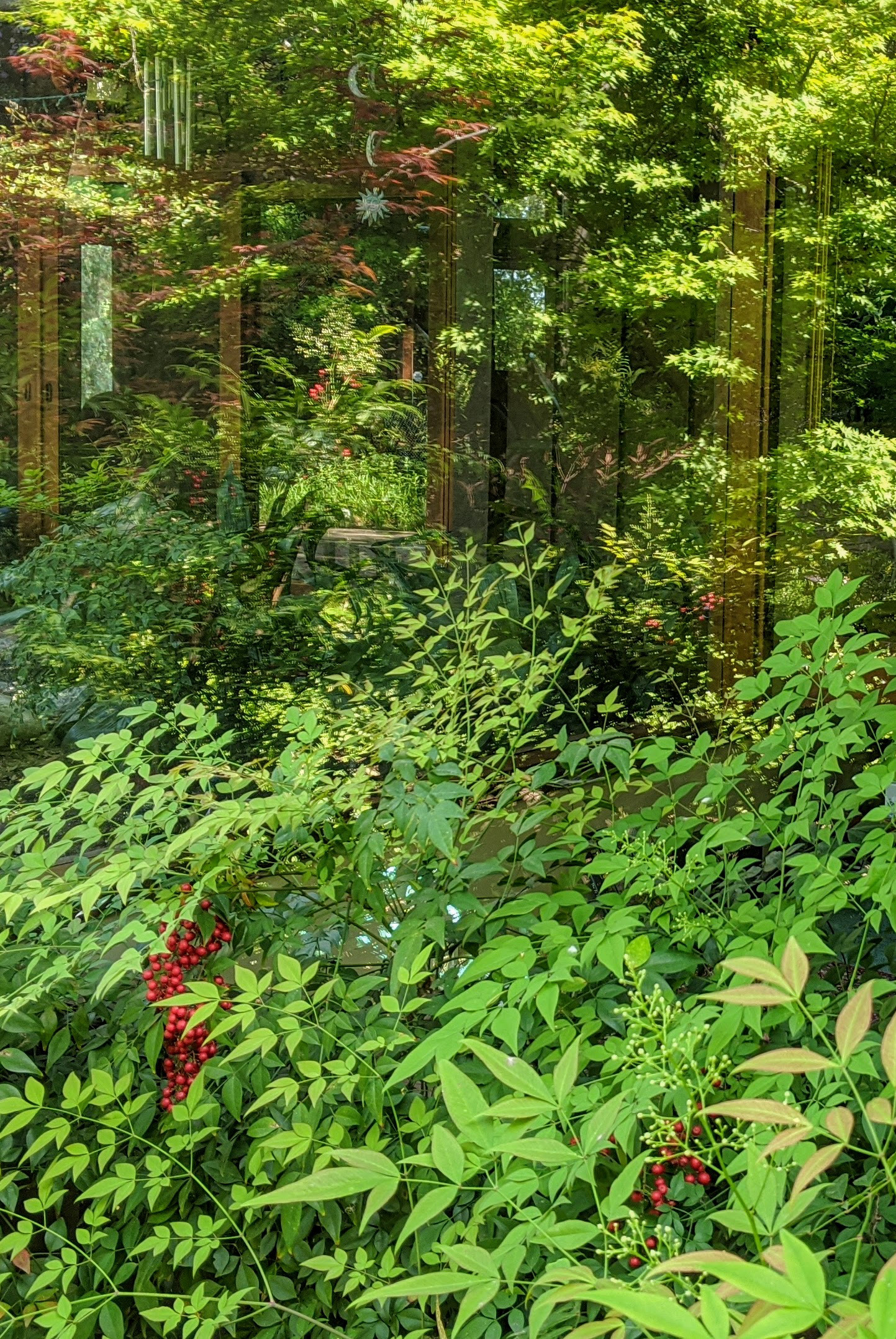 Nandina & Maples