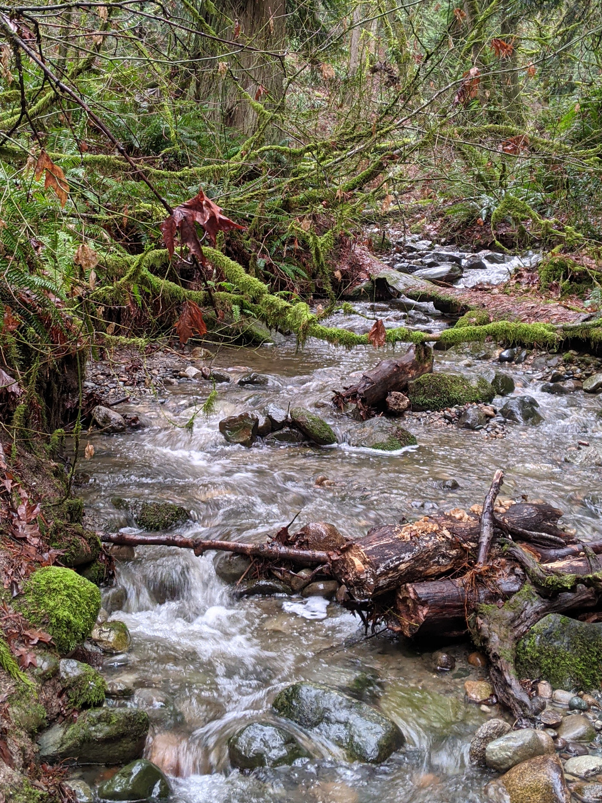 Up The Creek