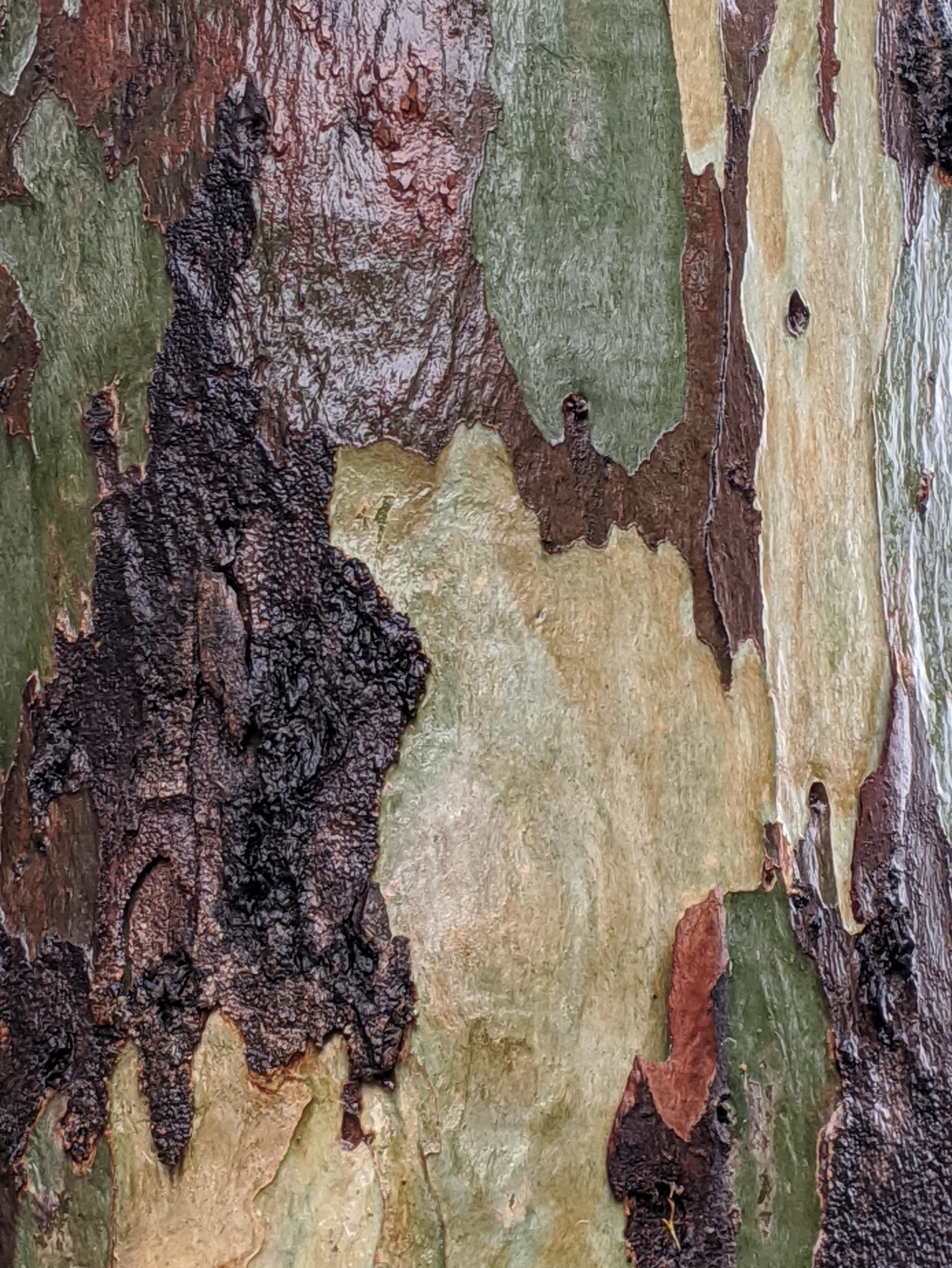 Tanoble Bark
