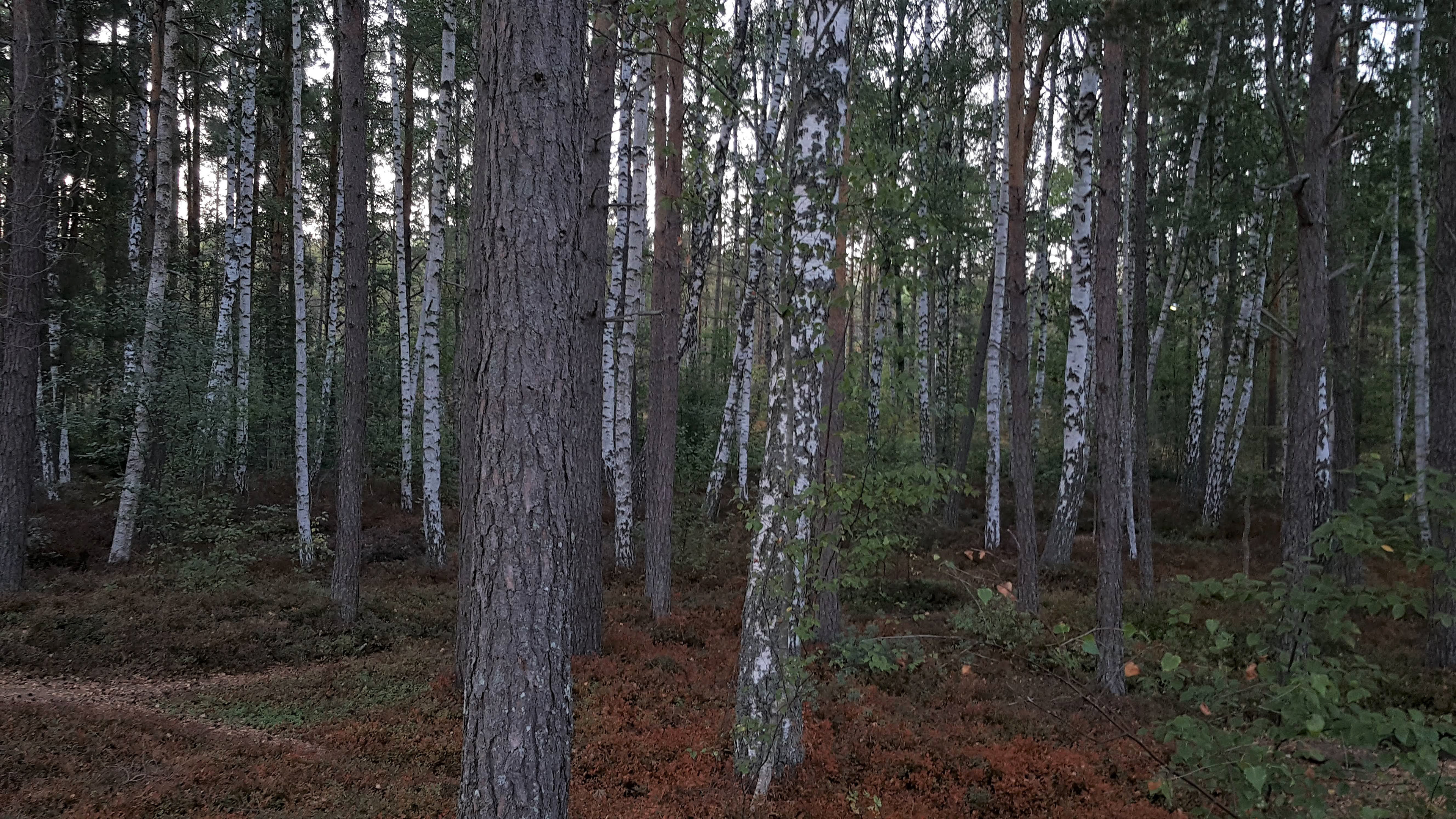 Gamleby Forest