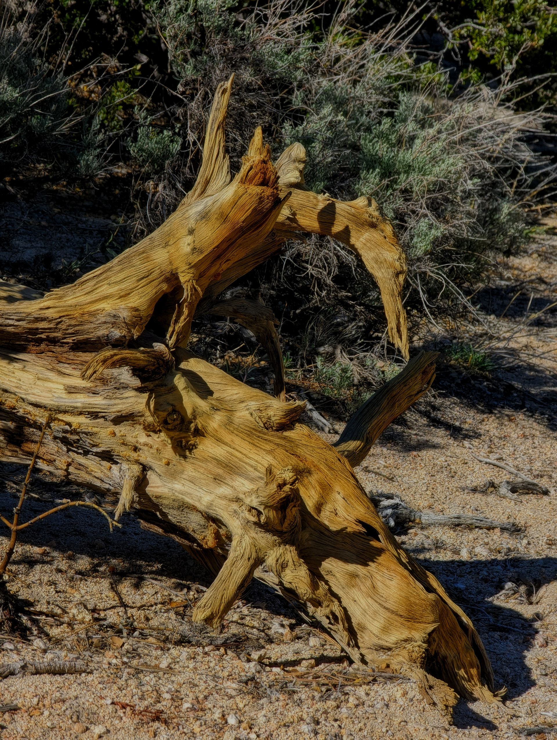 The Dragon & The Whale