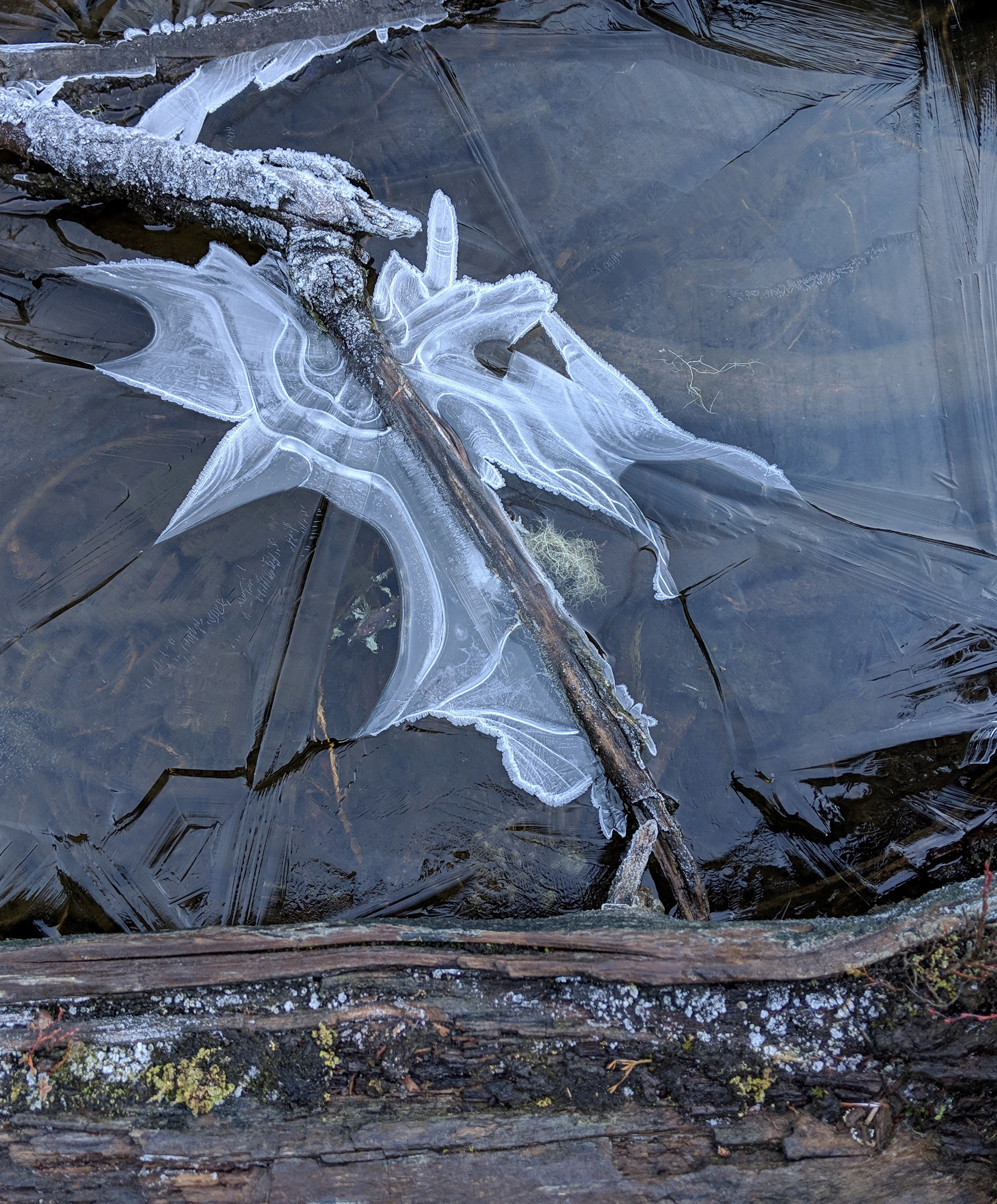 Ice Dragon