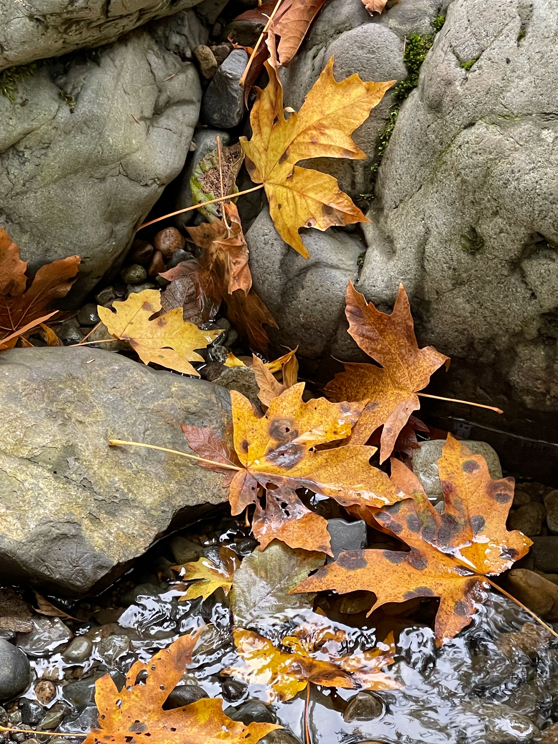 Cascading Leaves