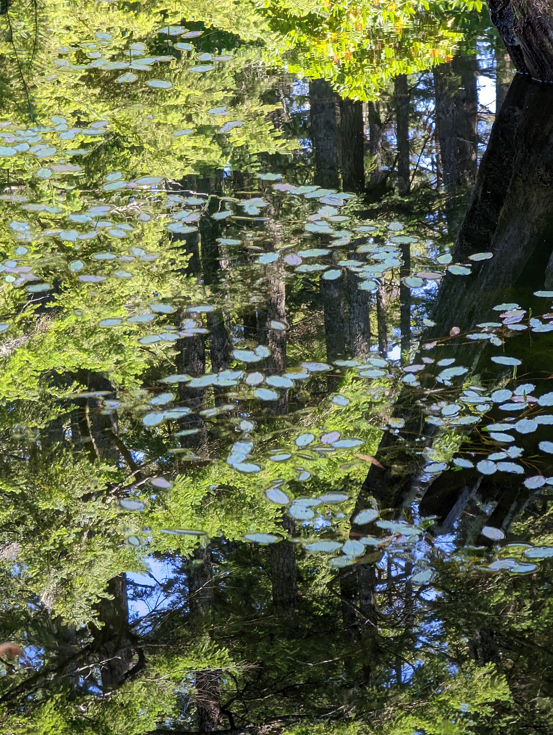 Lily Pads in the Forest