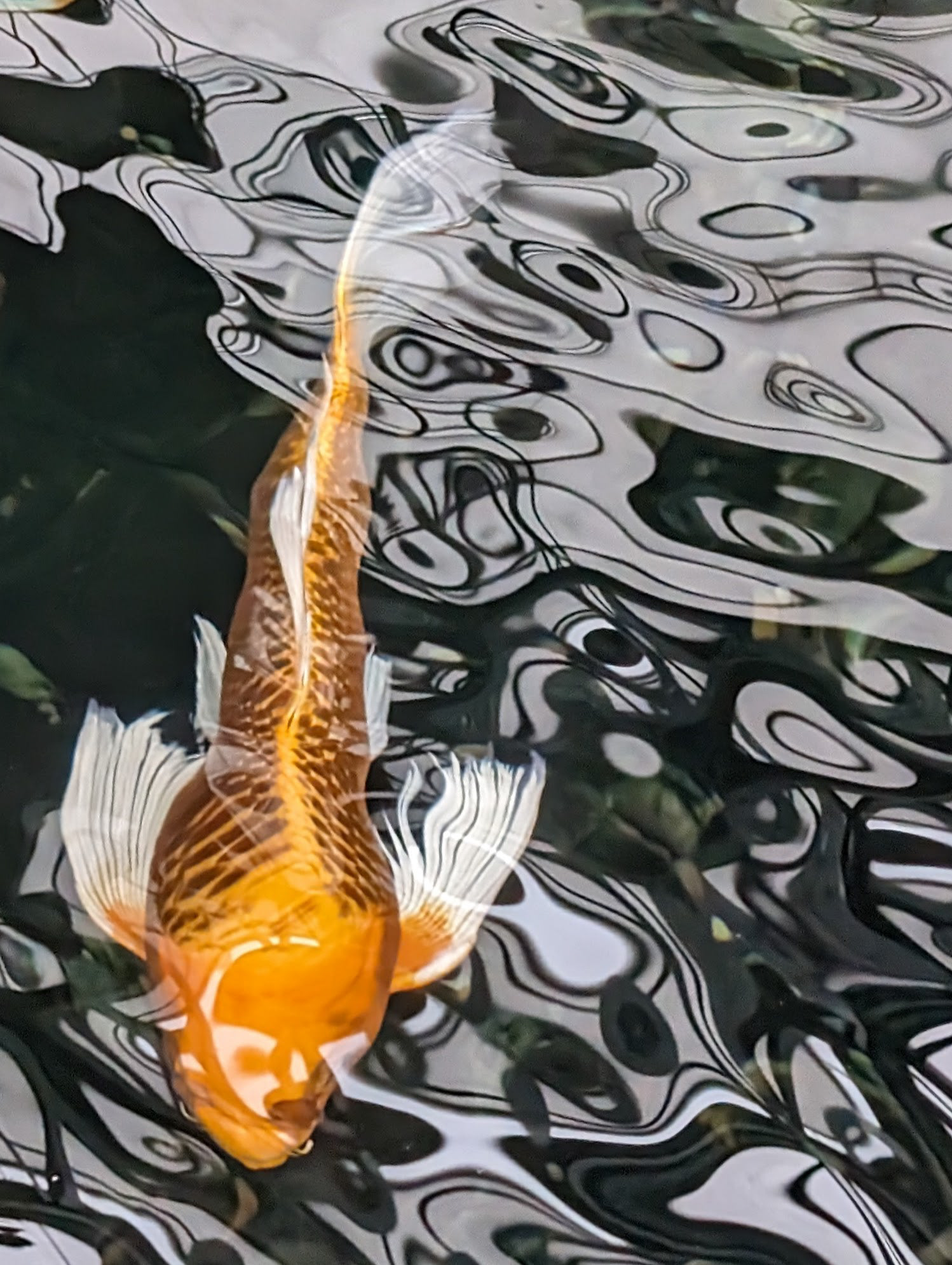 Ethereal Koi
