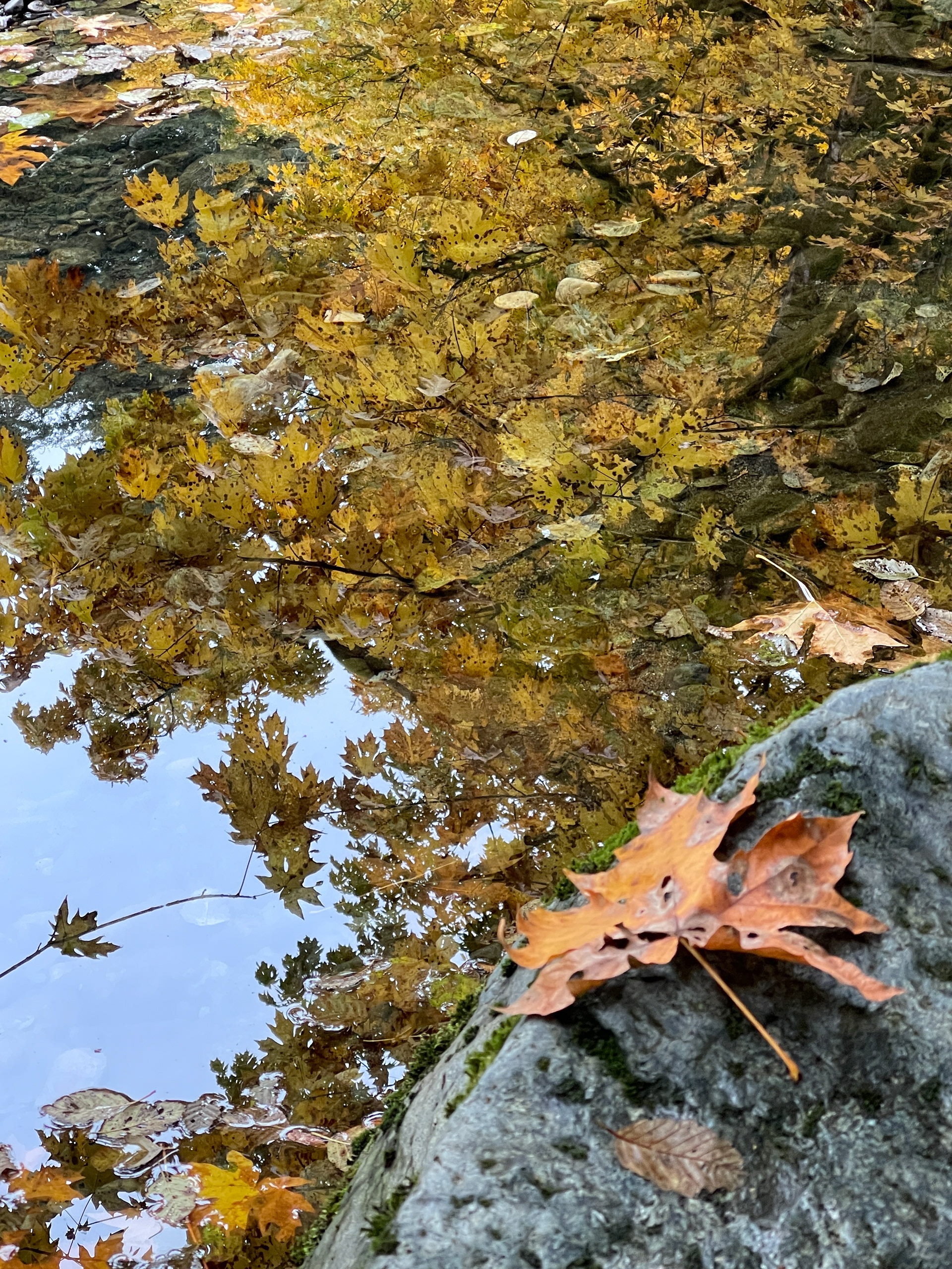 Fall Reflection