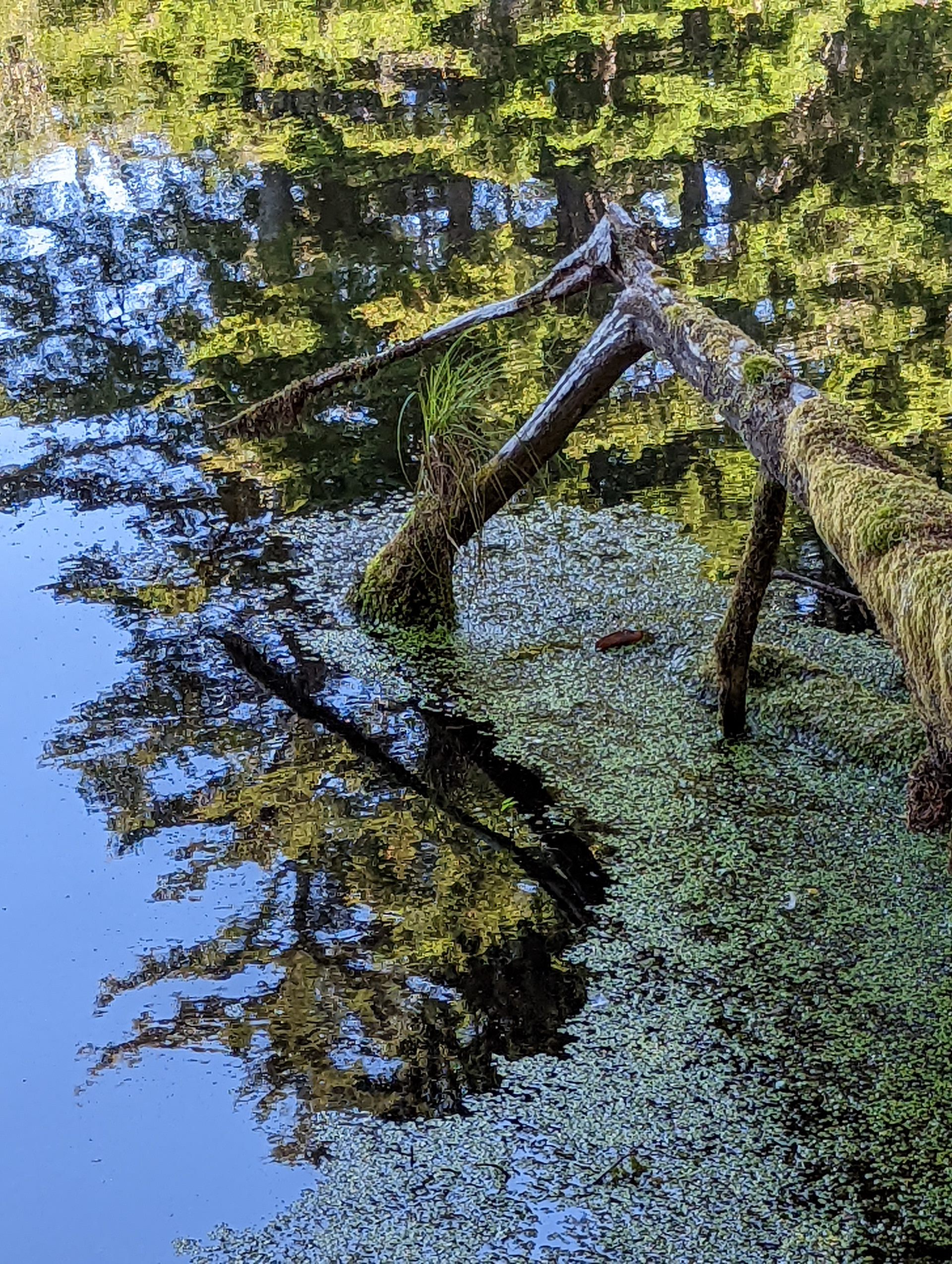 Upon A Pond