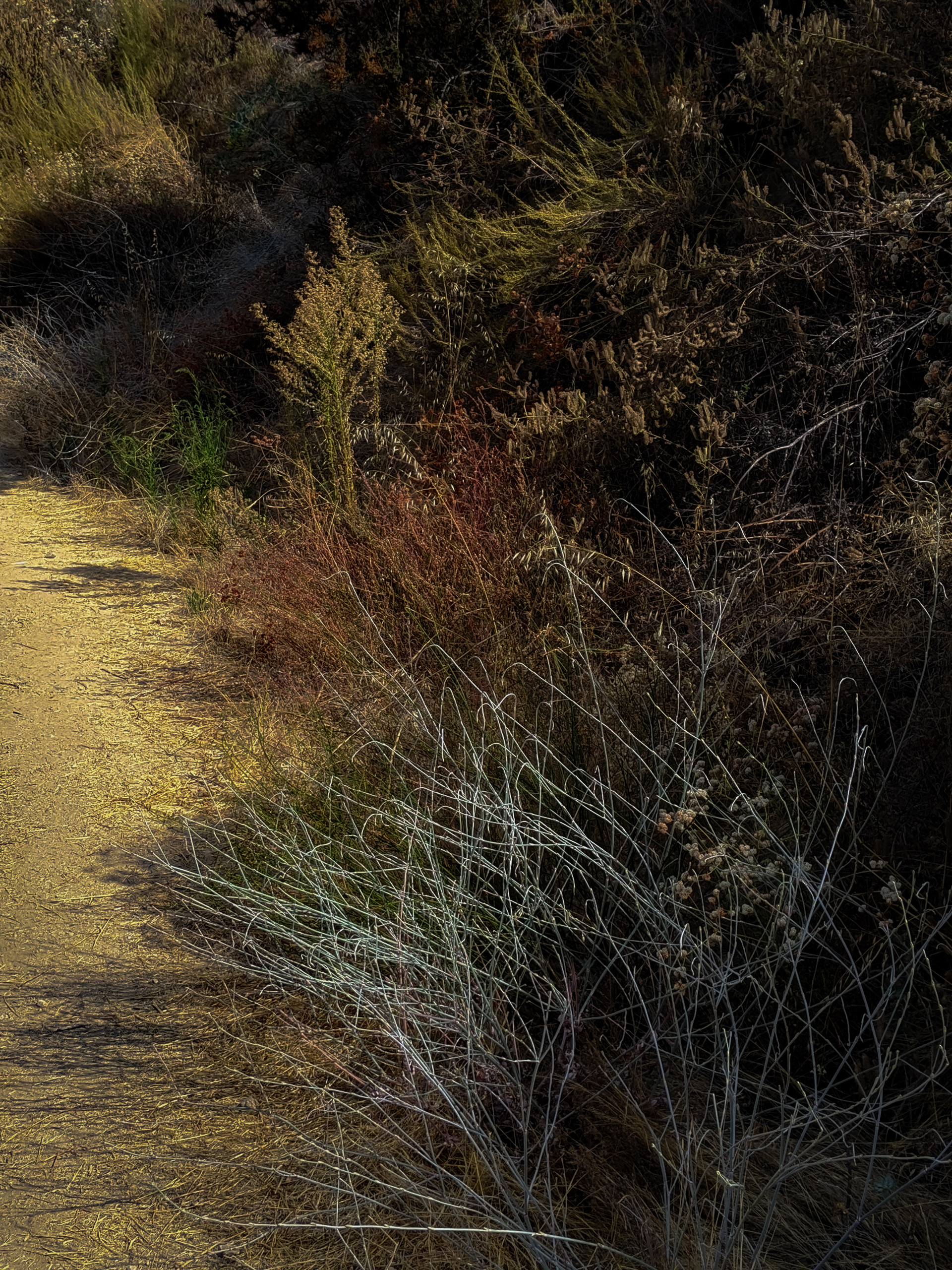 Along The Trail
