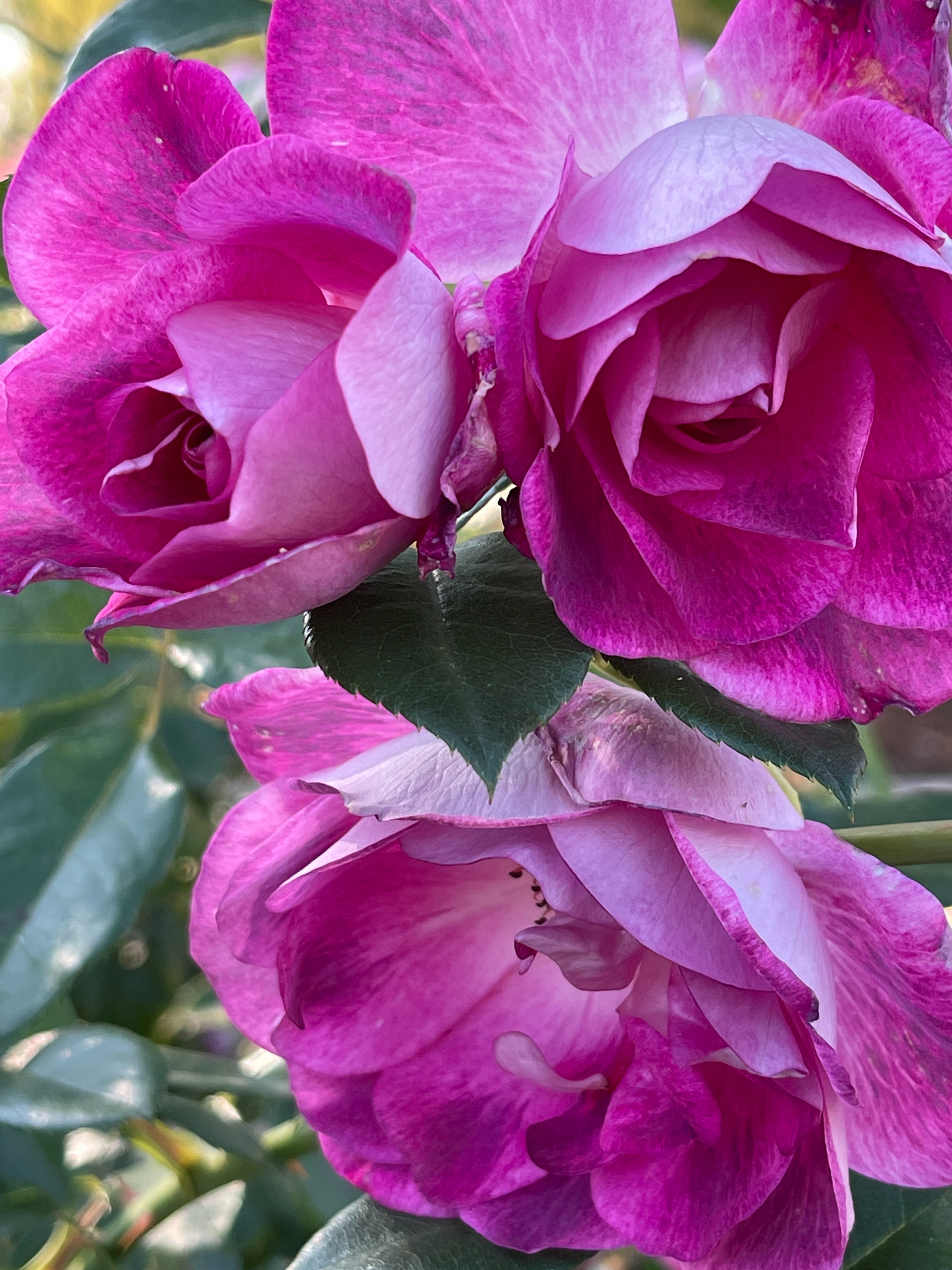 Fuchsia & Violet