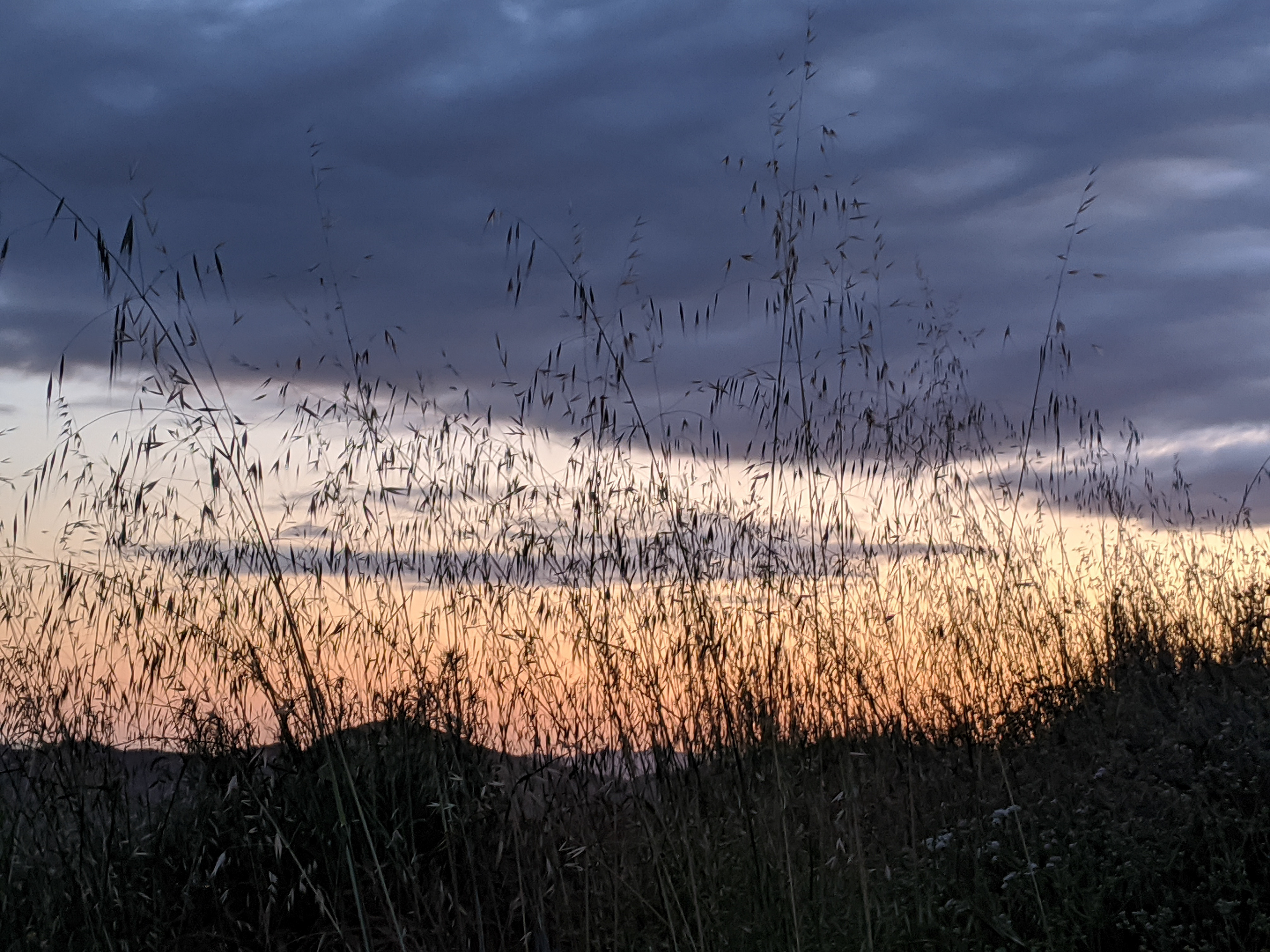 Tall Grass