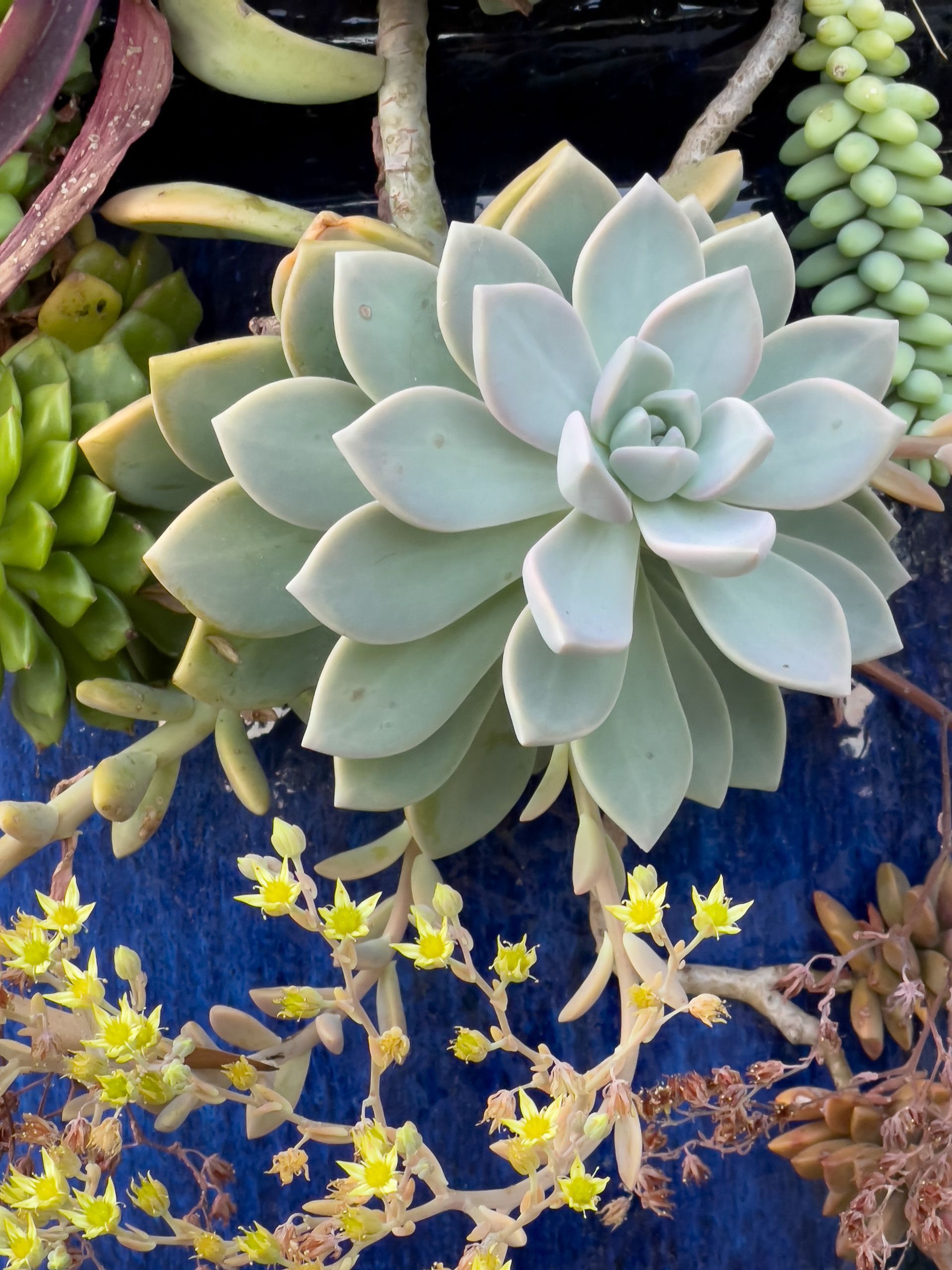 Succulents