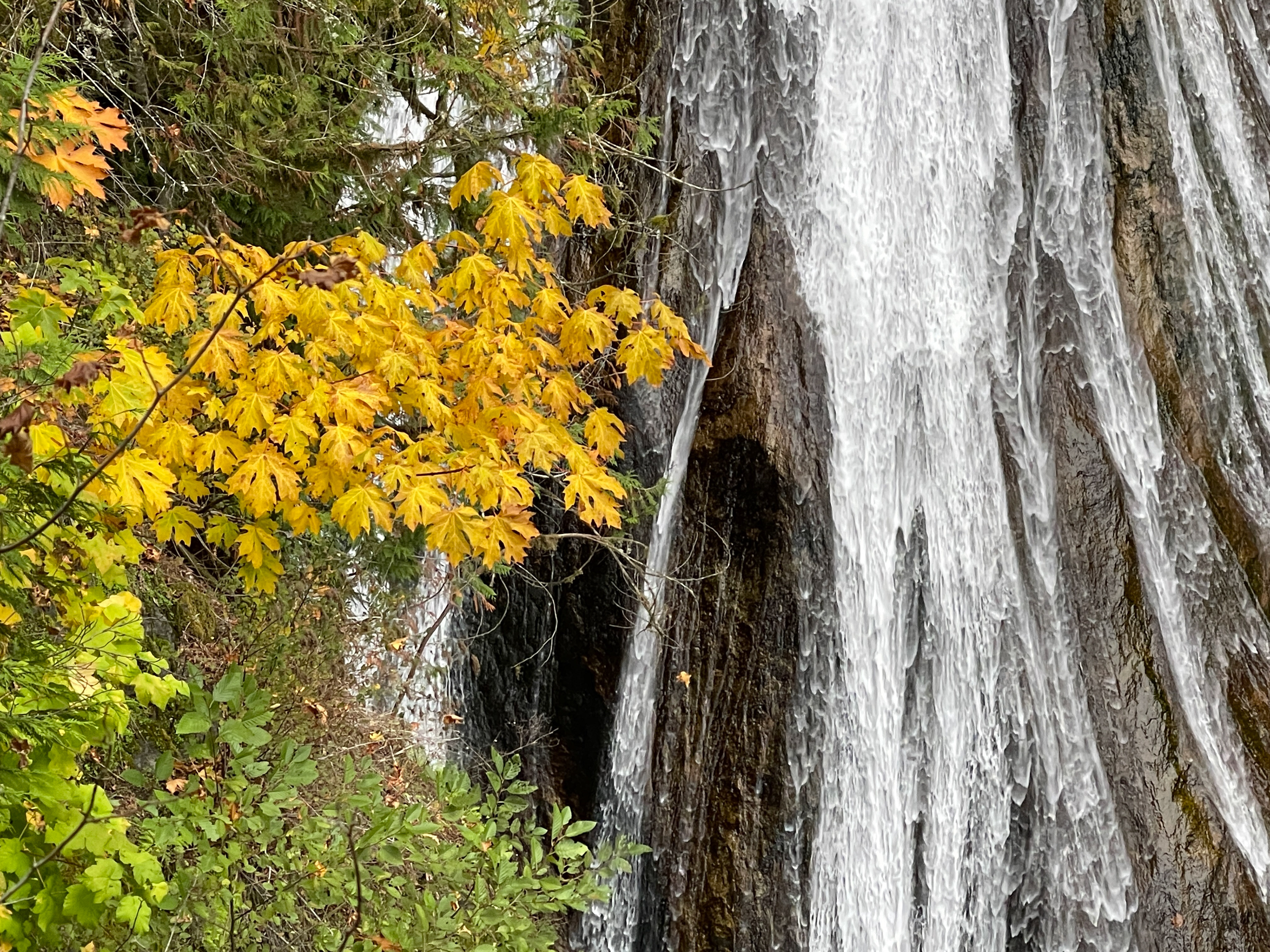 Autumn Fall