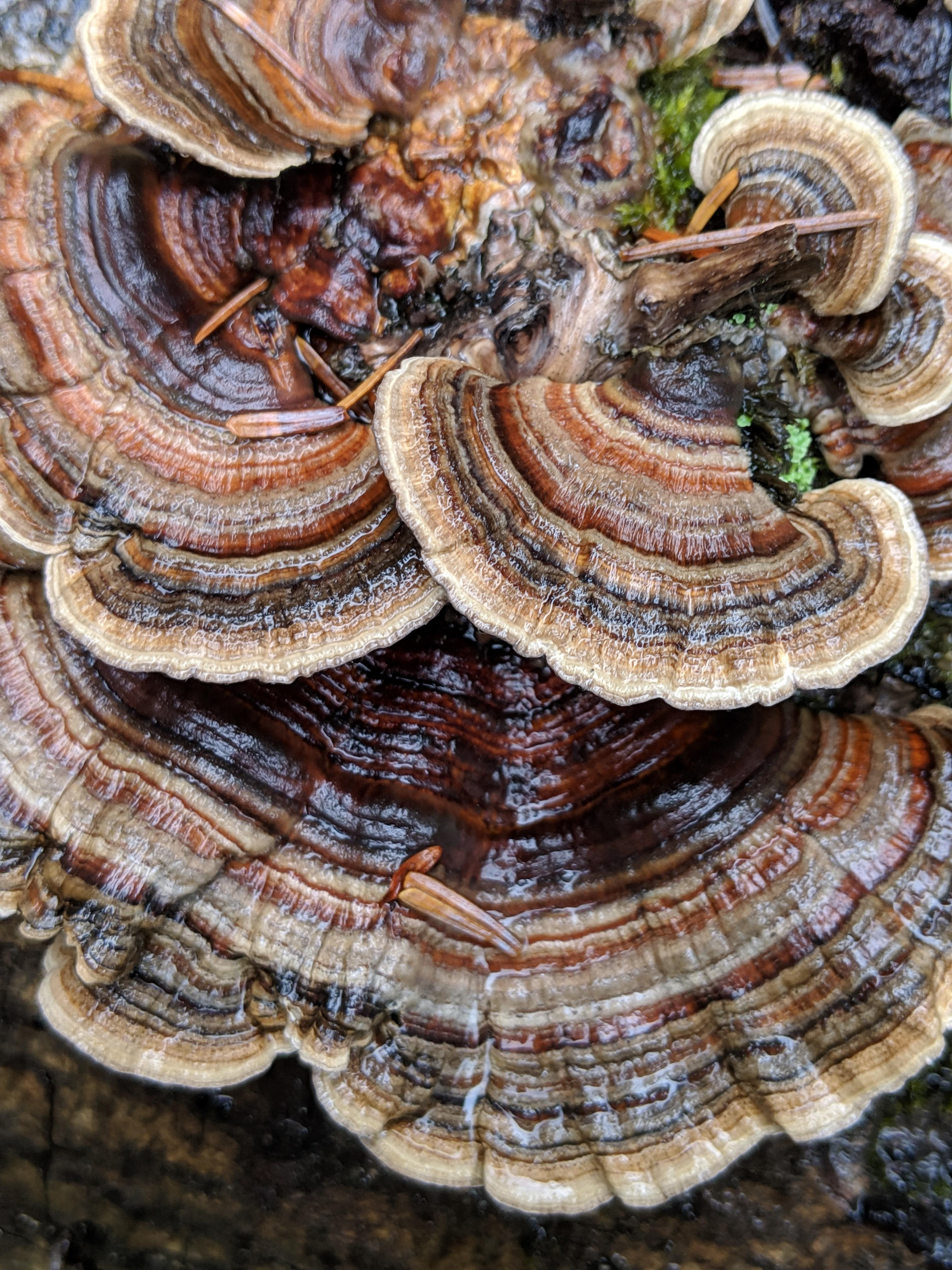 A Rafter in the Rain Forest