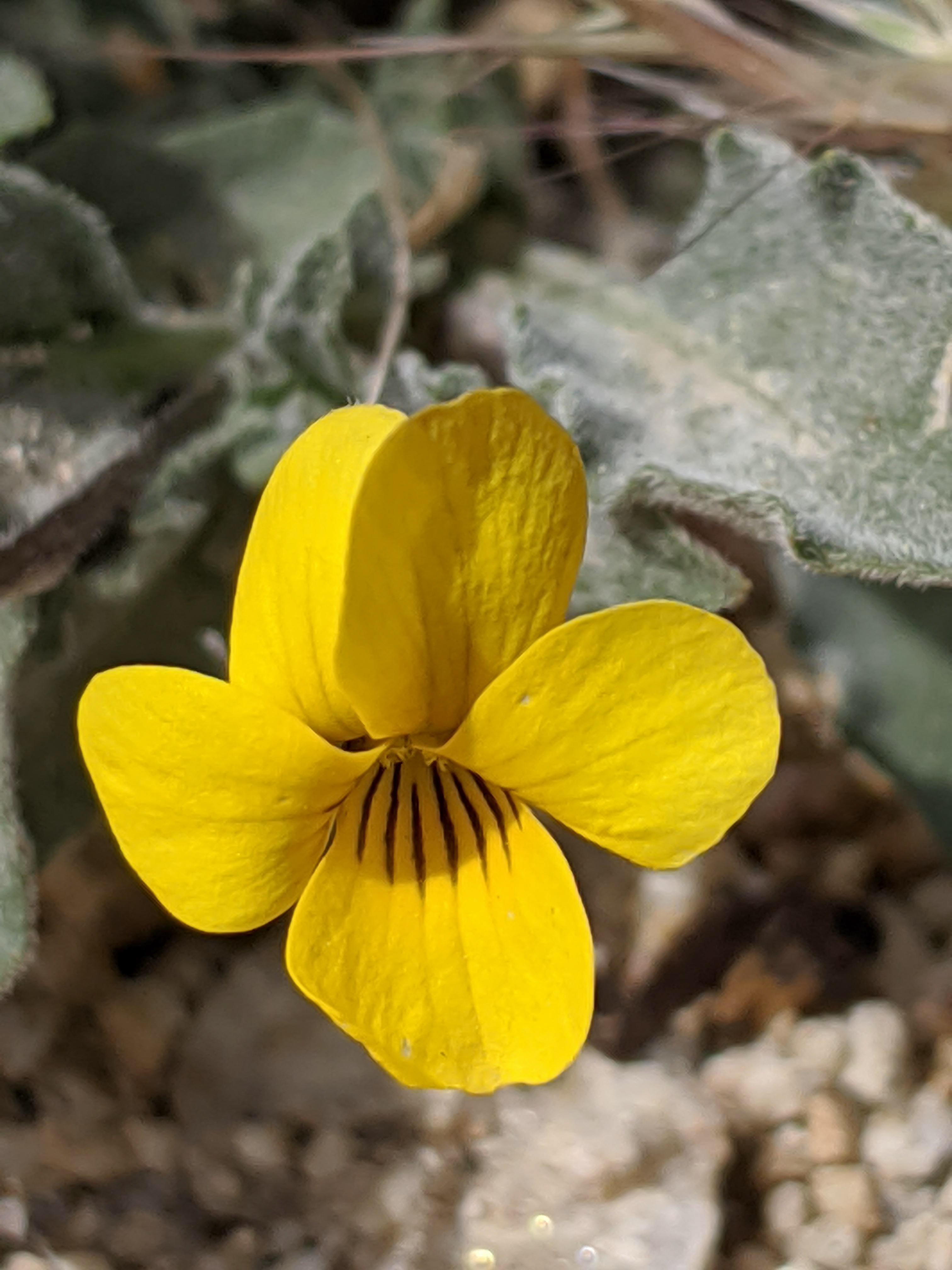 Douglas Violet