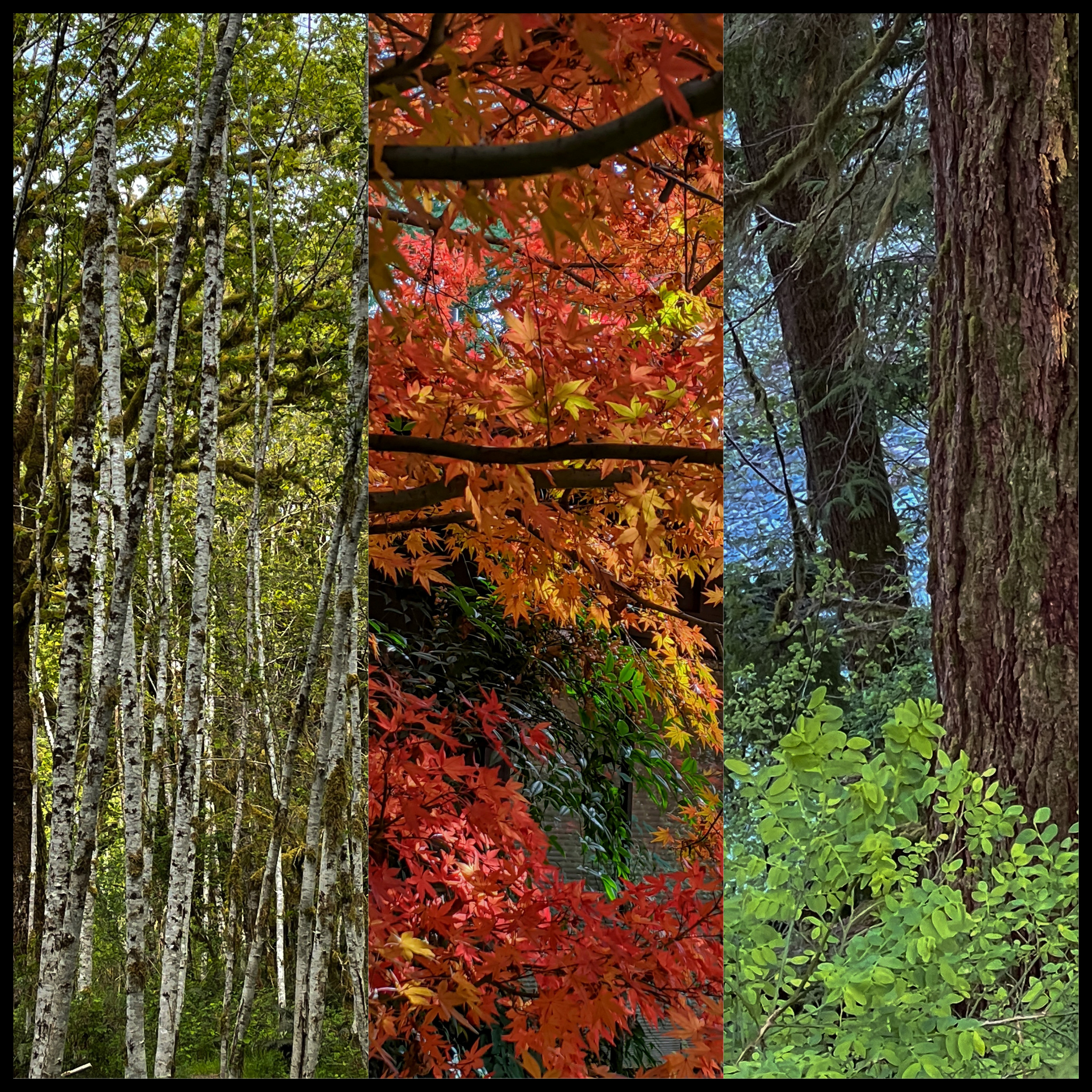 Trees II