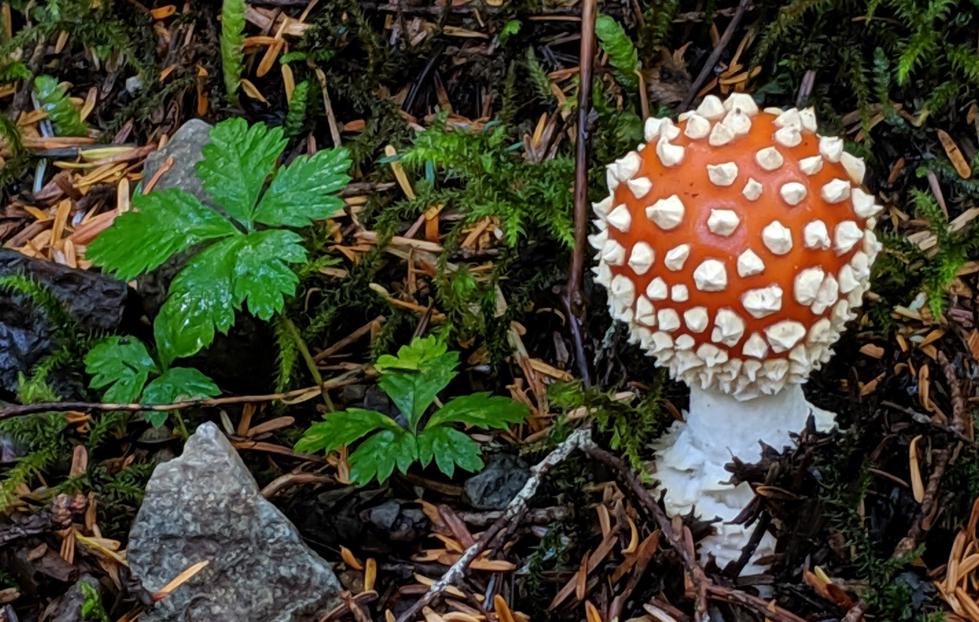 Dangerous Confection