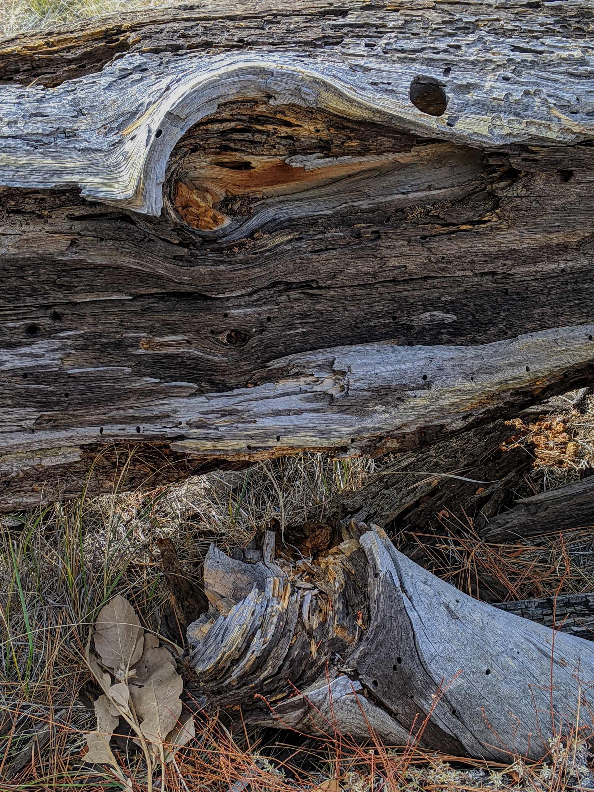 Fallen Limb