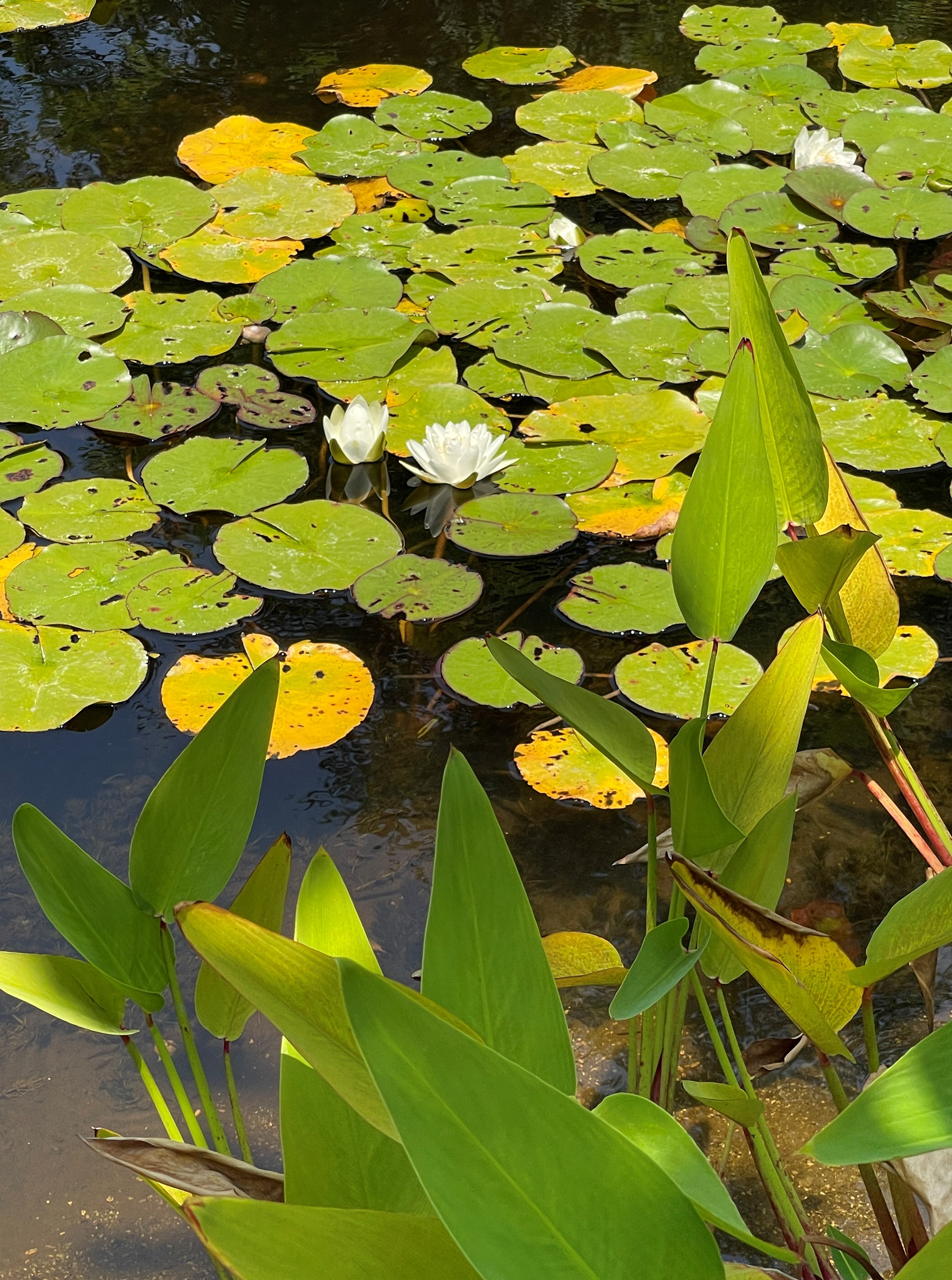 Monet Moment