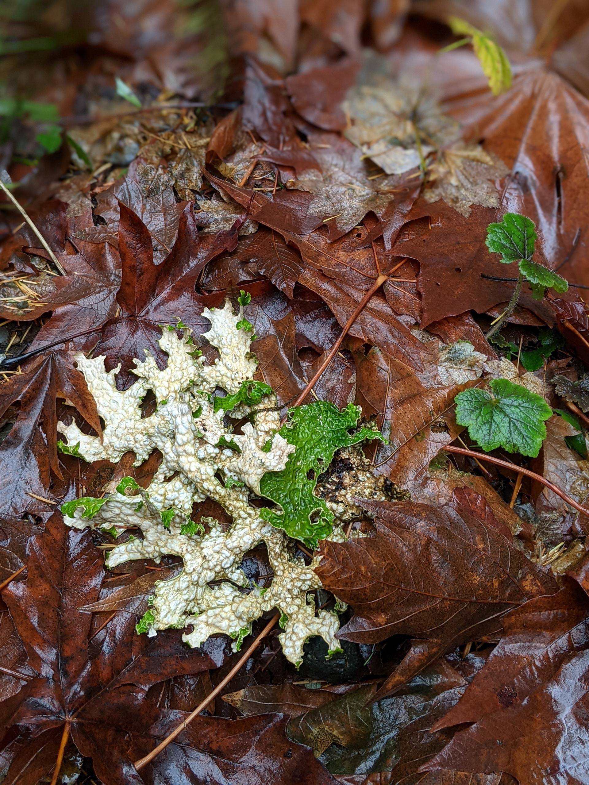 Forest Lettuce