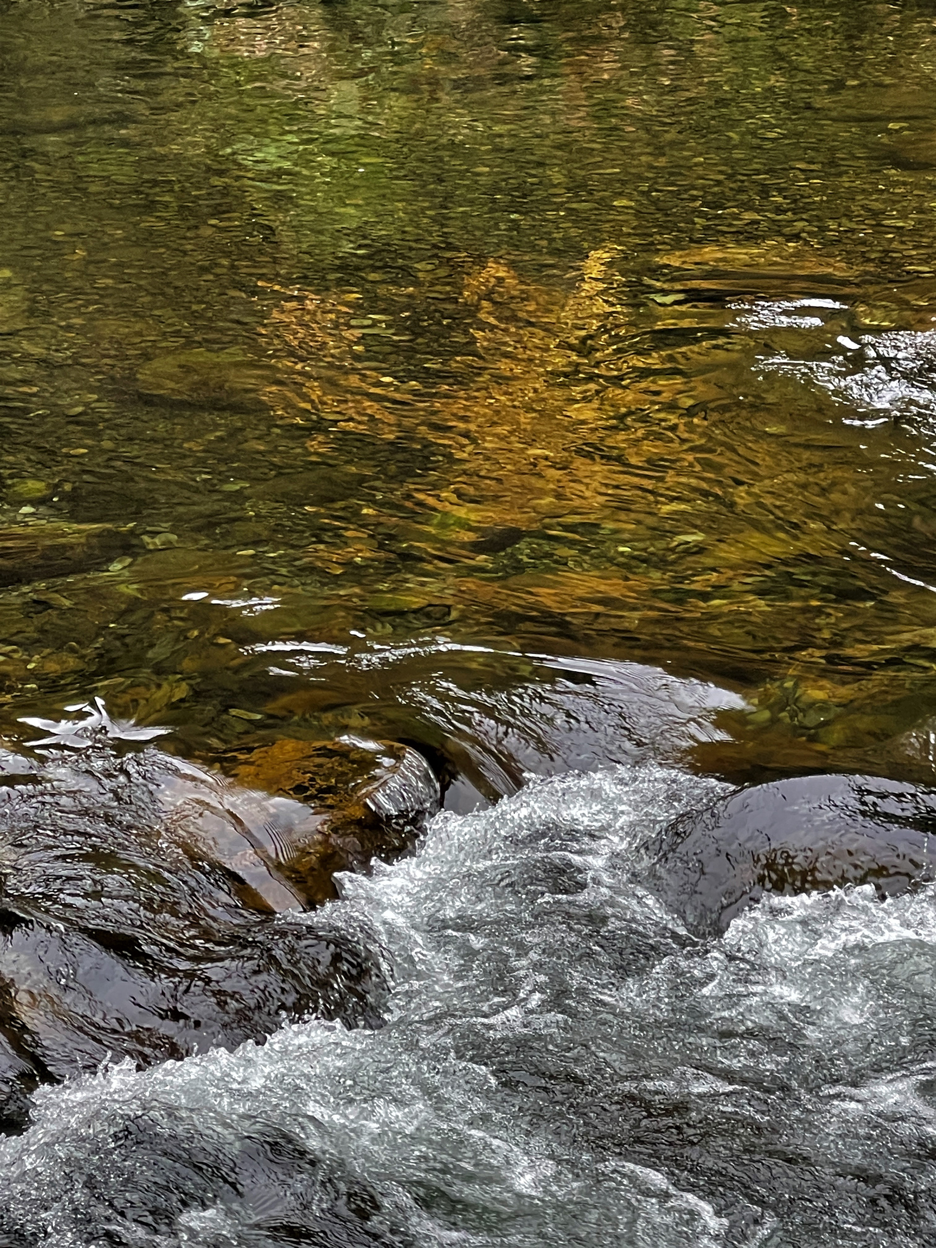 Reflecting Autumn's Maples