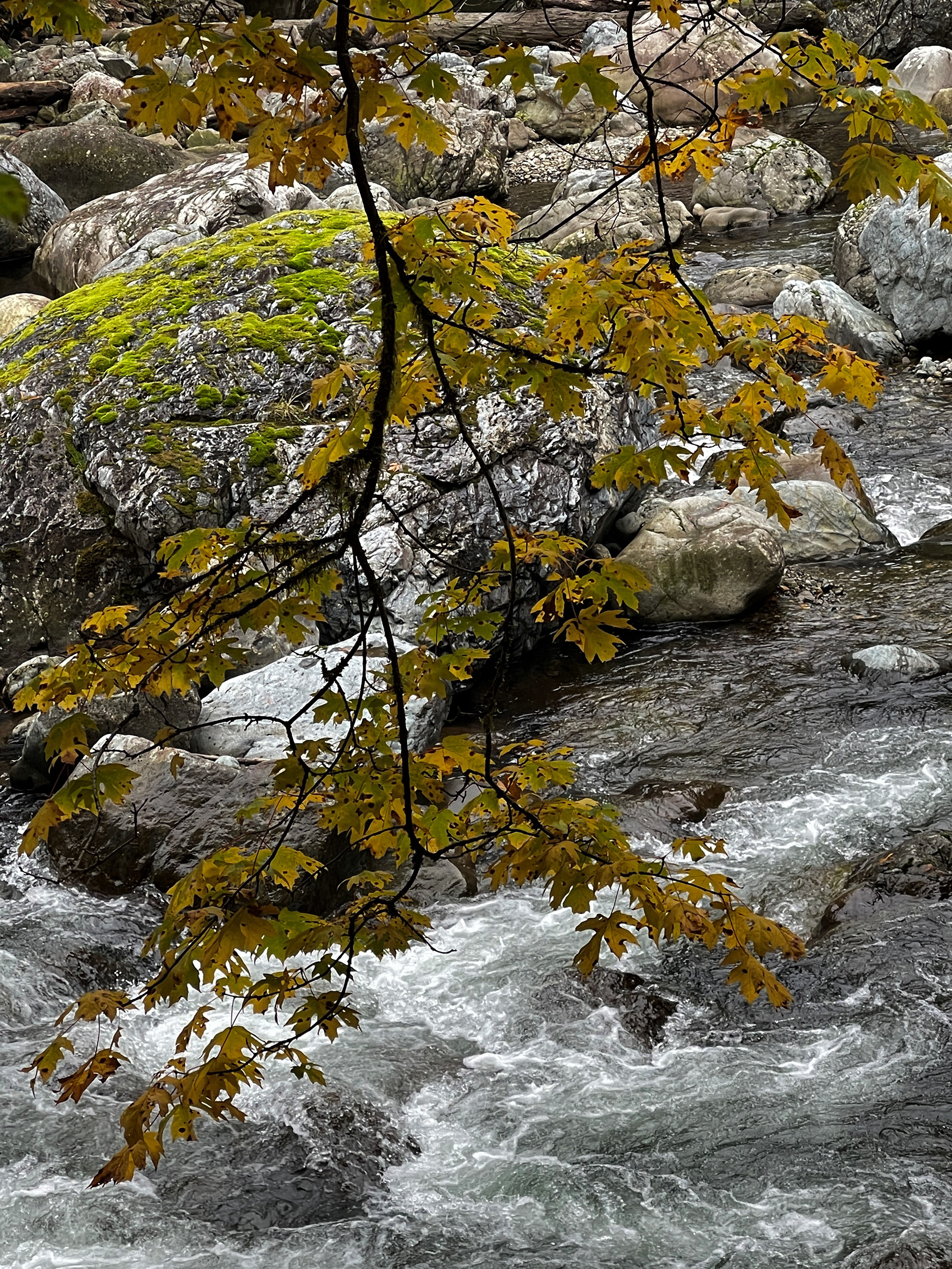 Boughing to the River