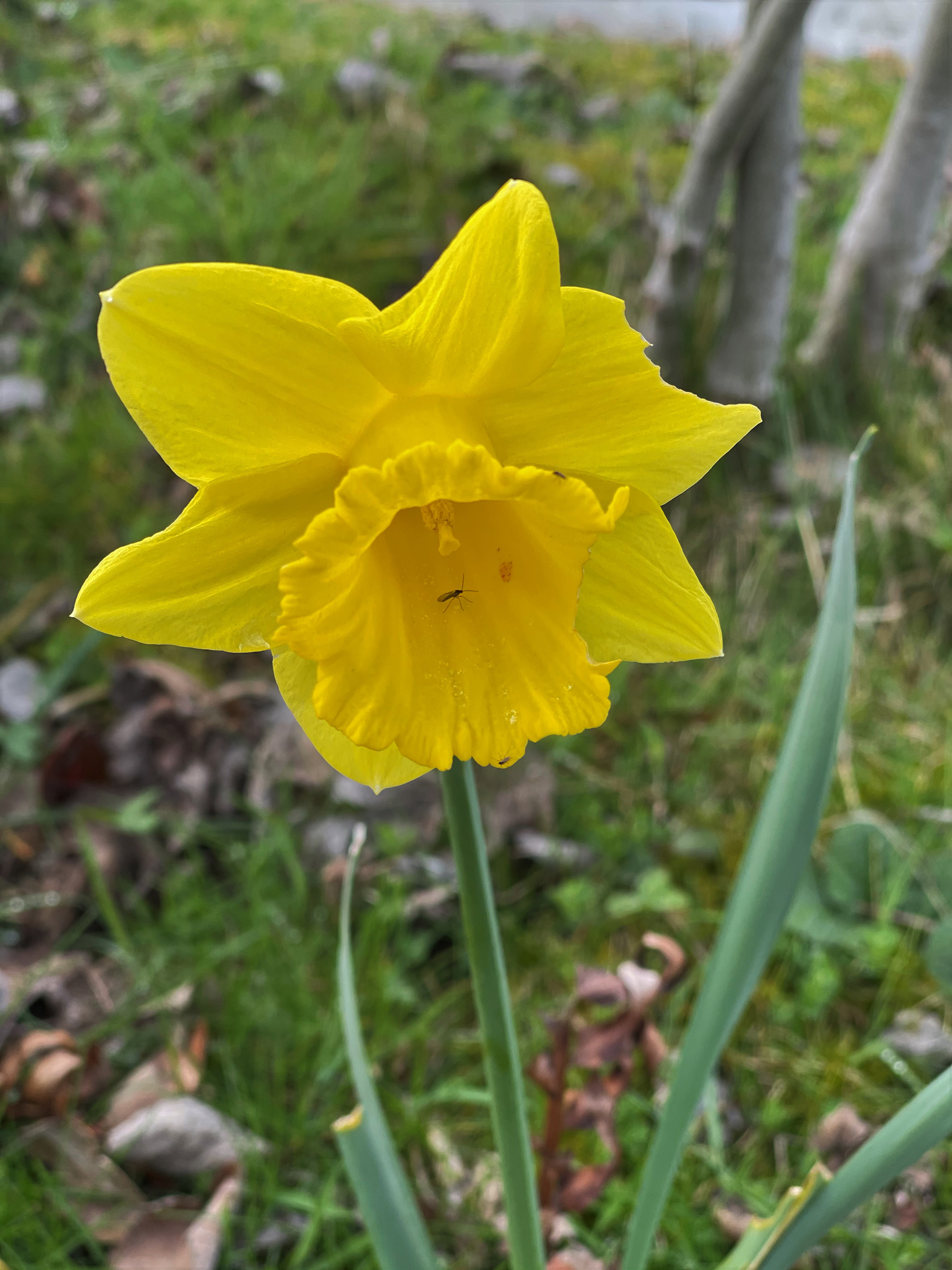 Dafodil Visitation