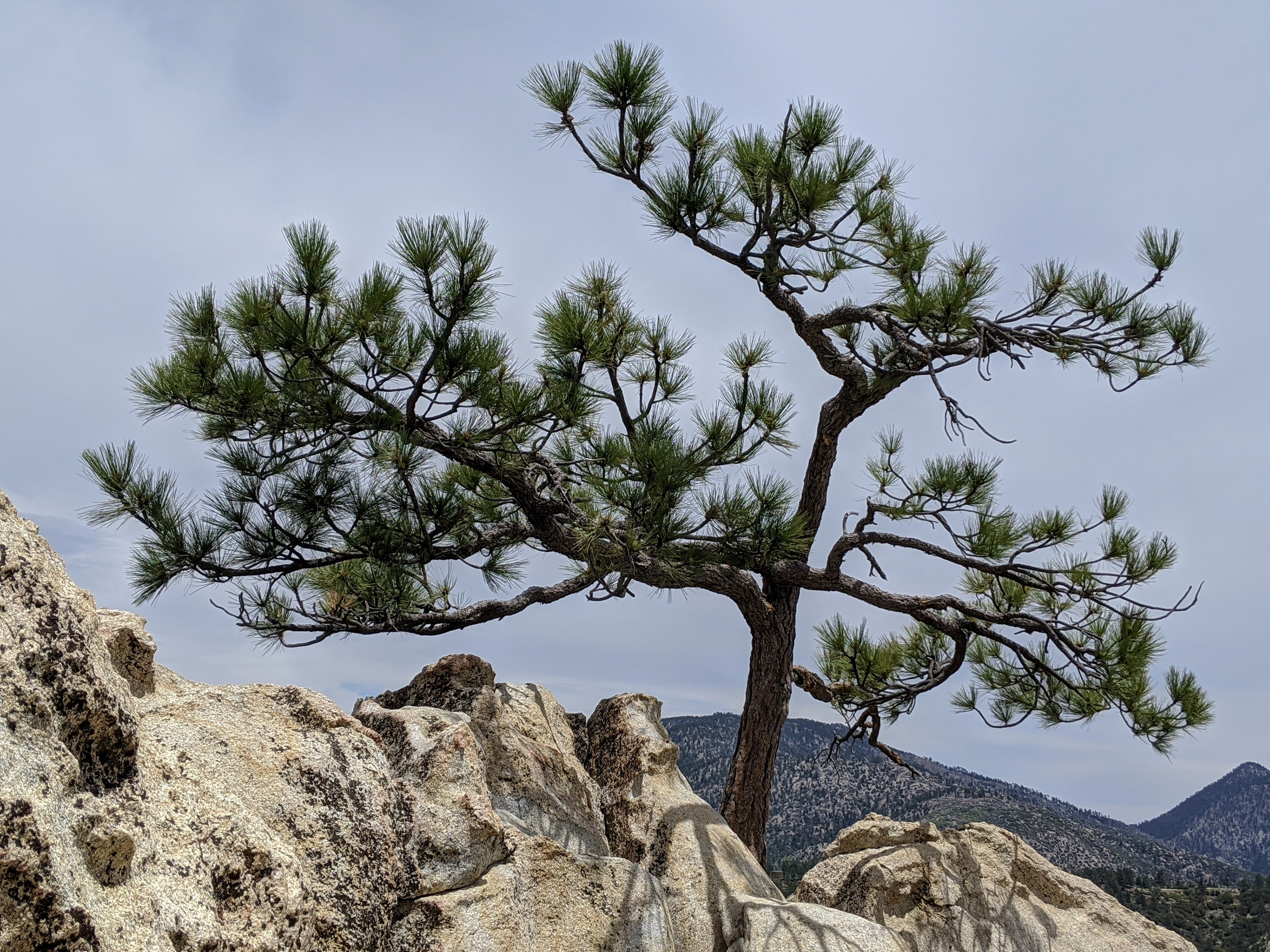 San Gabriel Bonsai