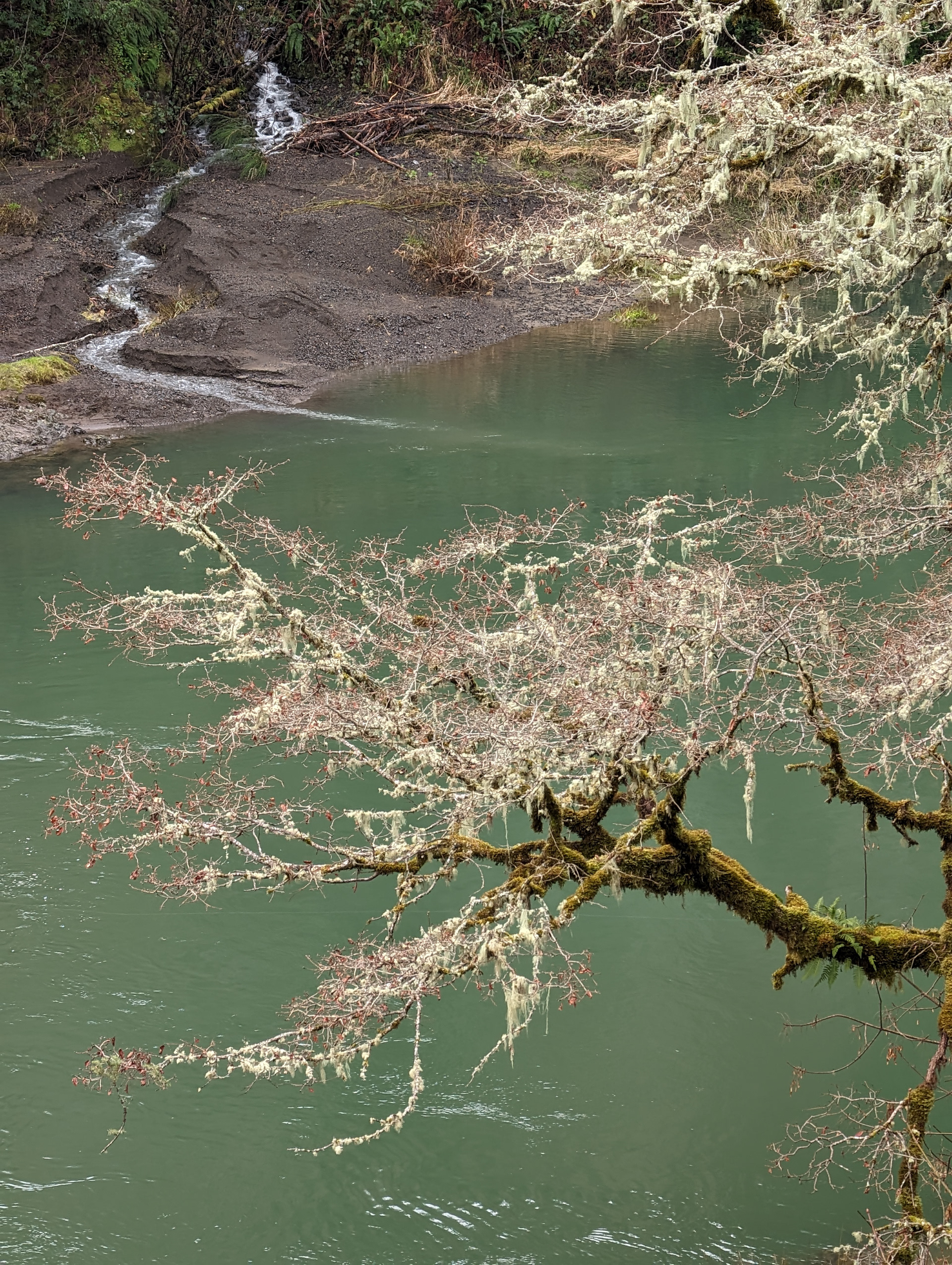 Winter Along The Coquille