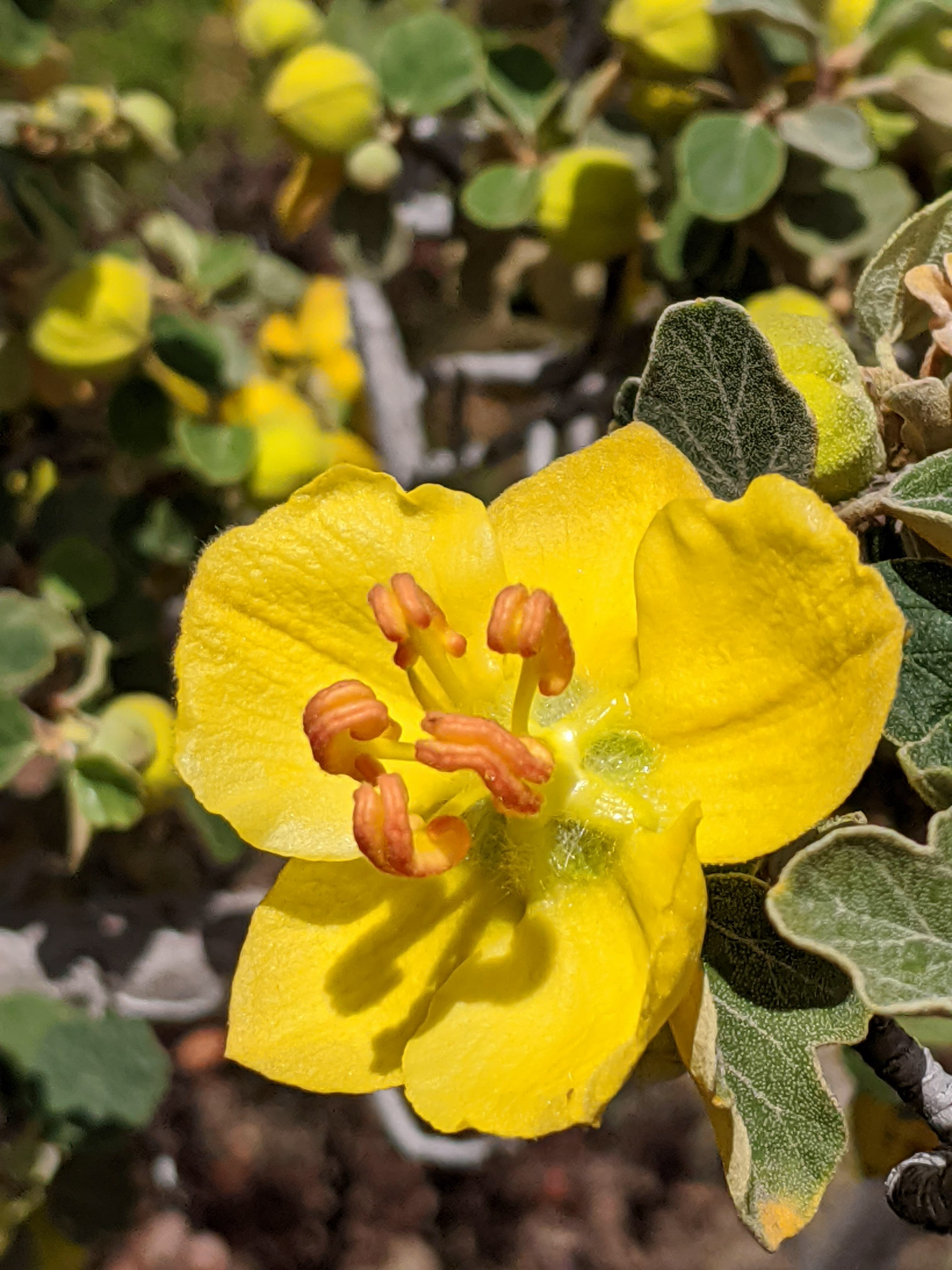California Flannelbush