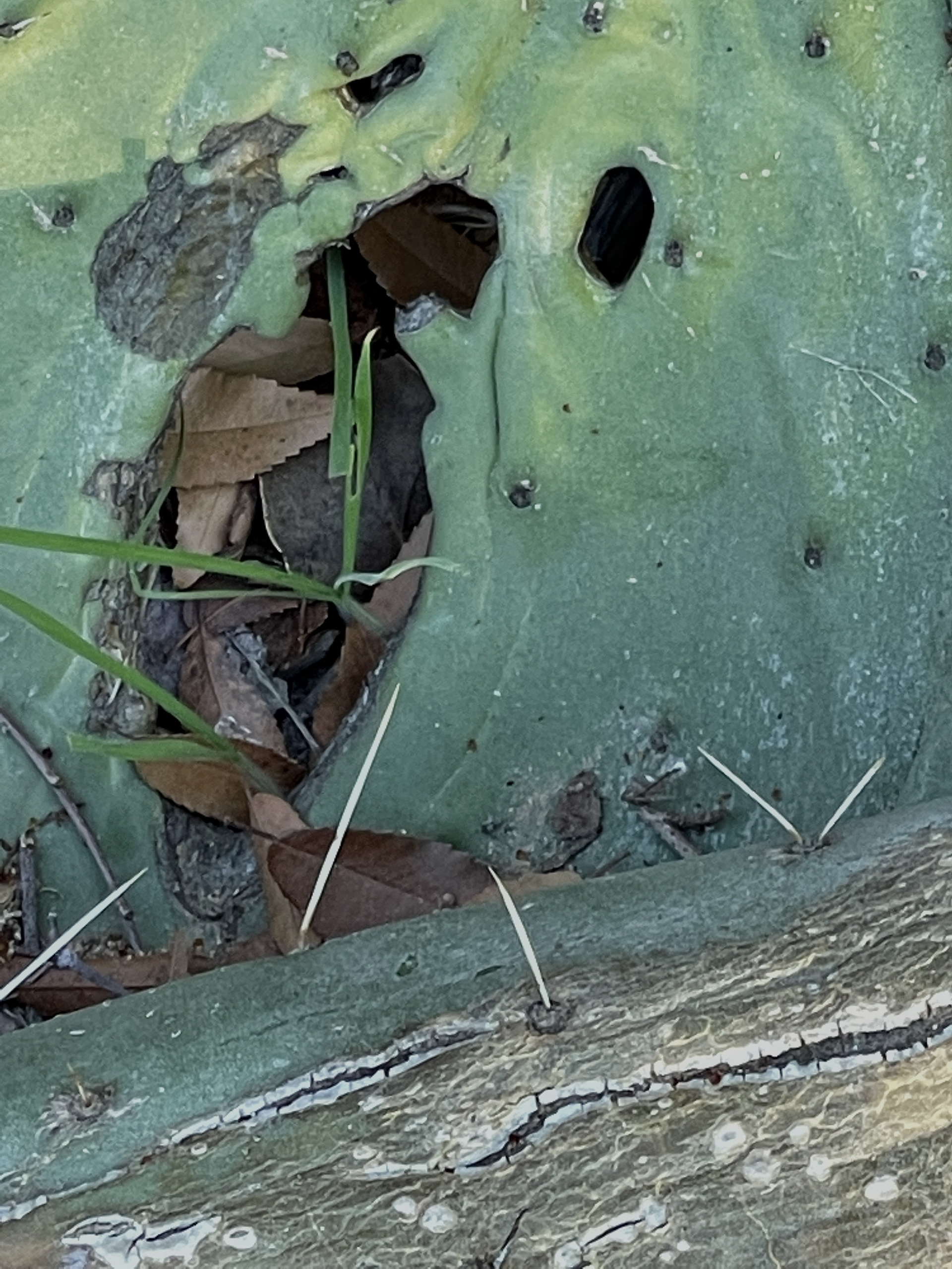 Fairy Godmother Transforms Turtle into a Biped
