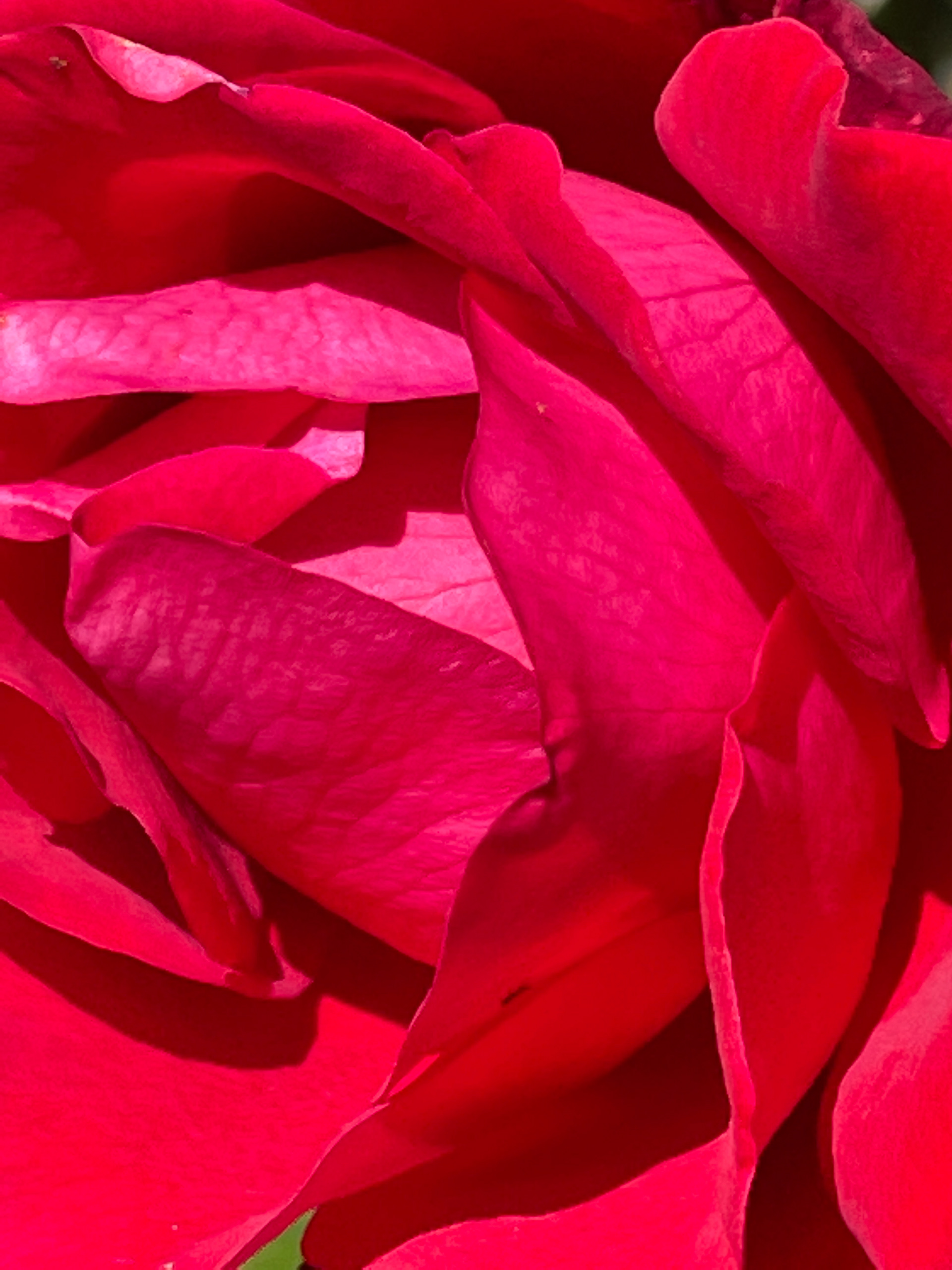 Unfolded Beauty