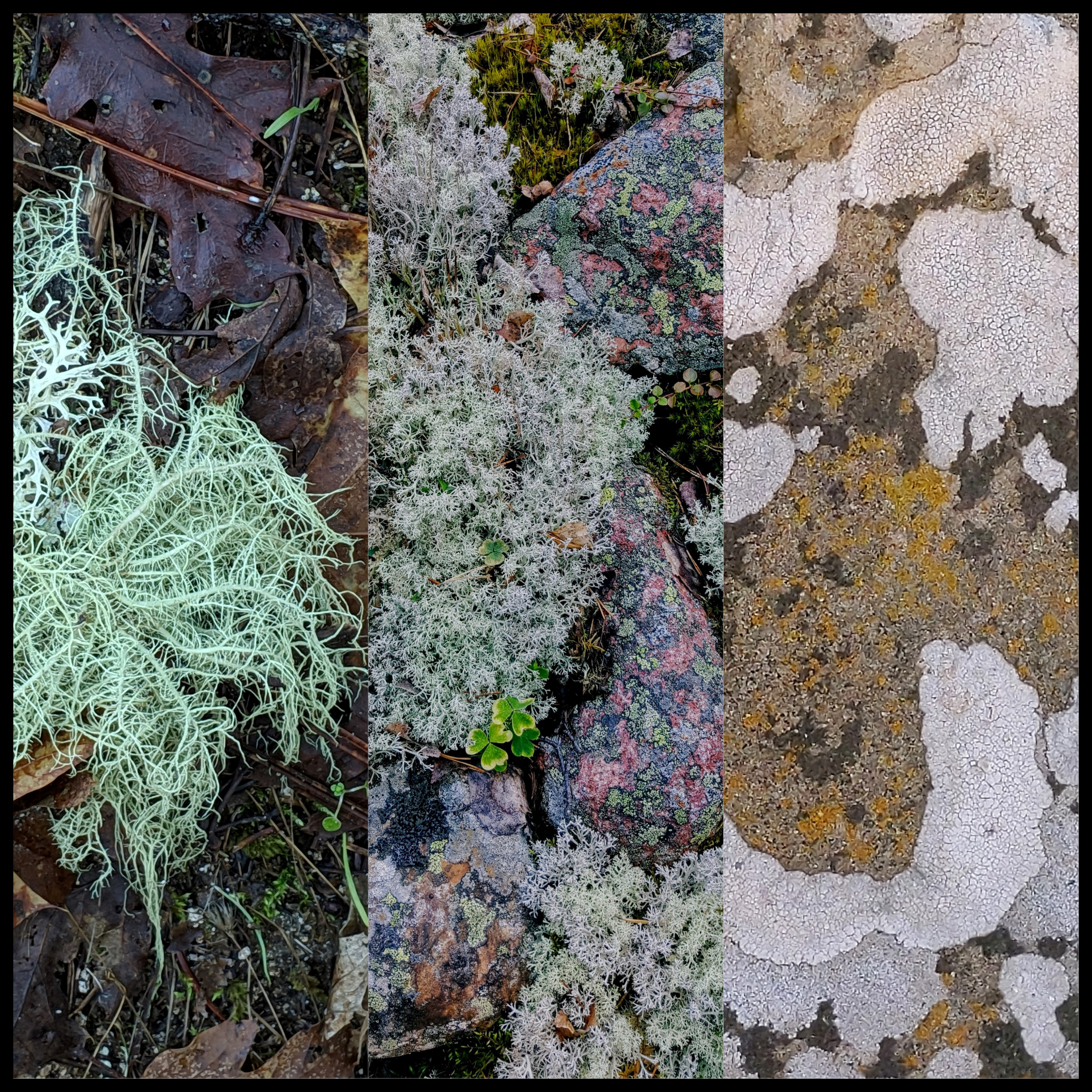 Lichen