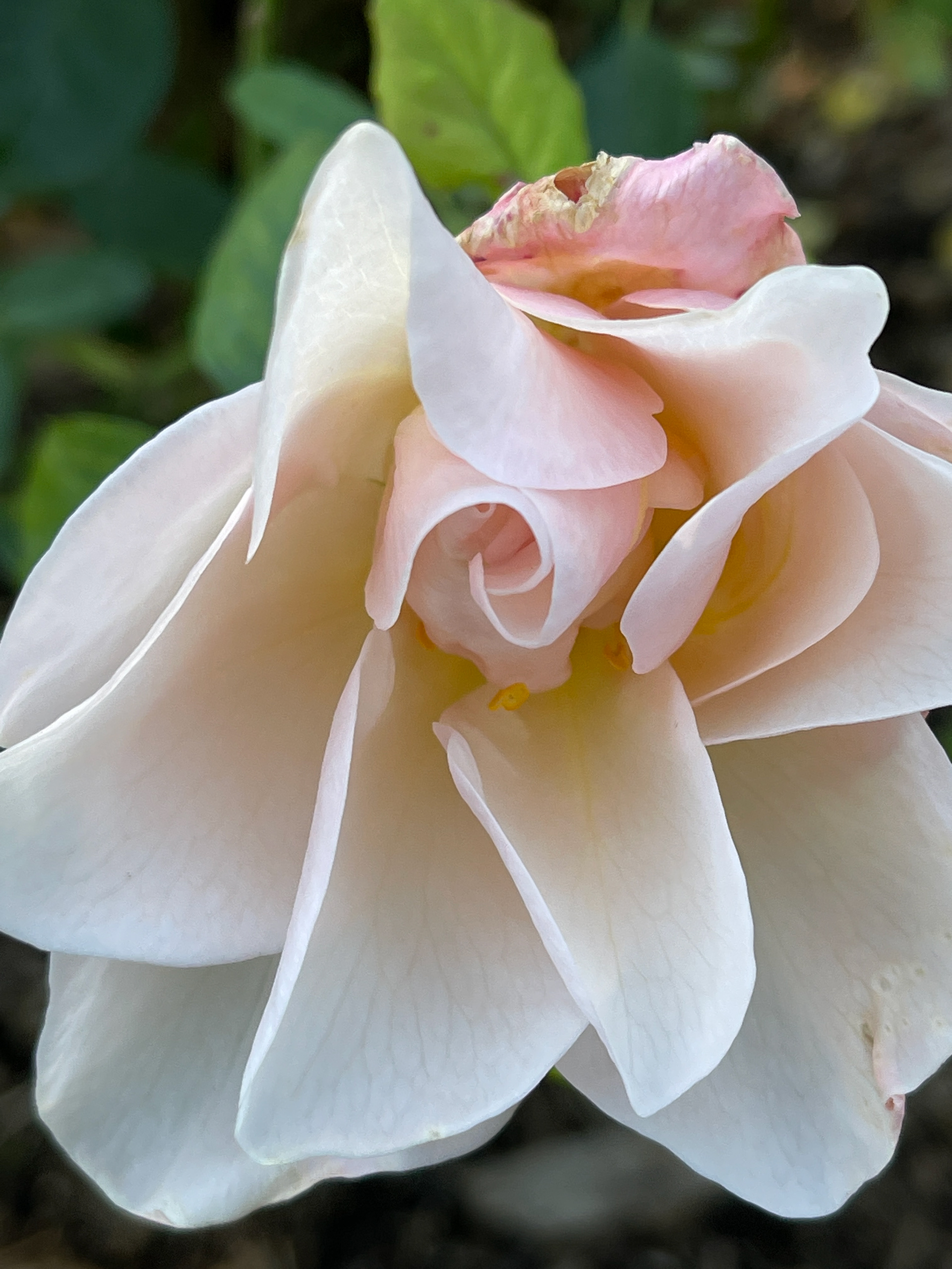 Ivory Pinwheel