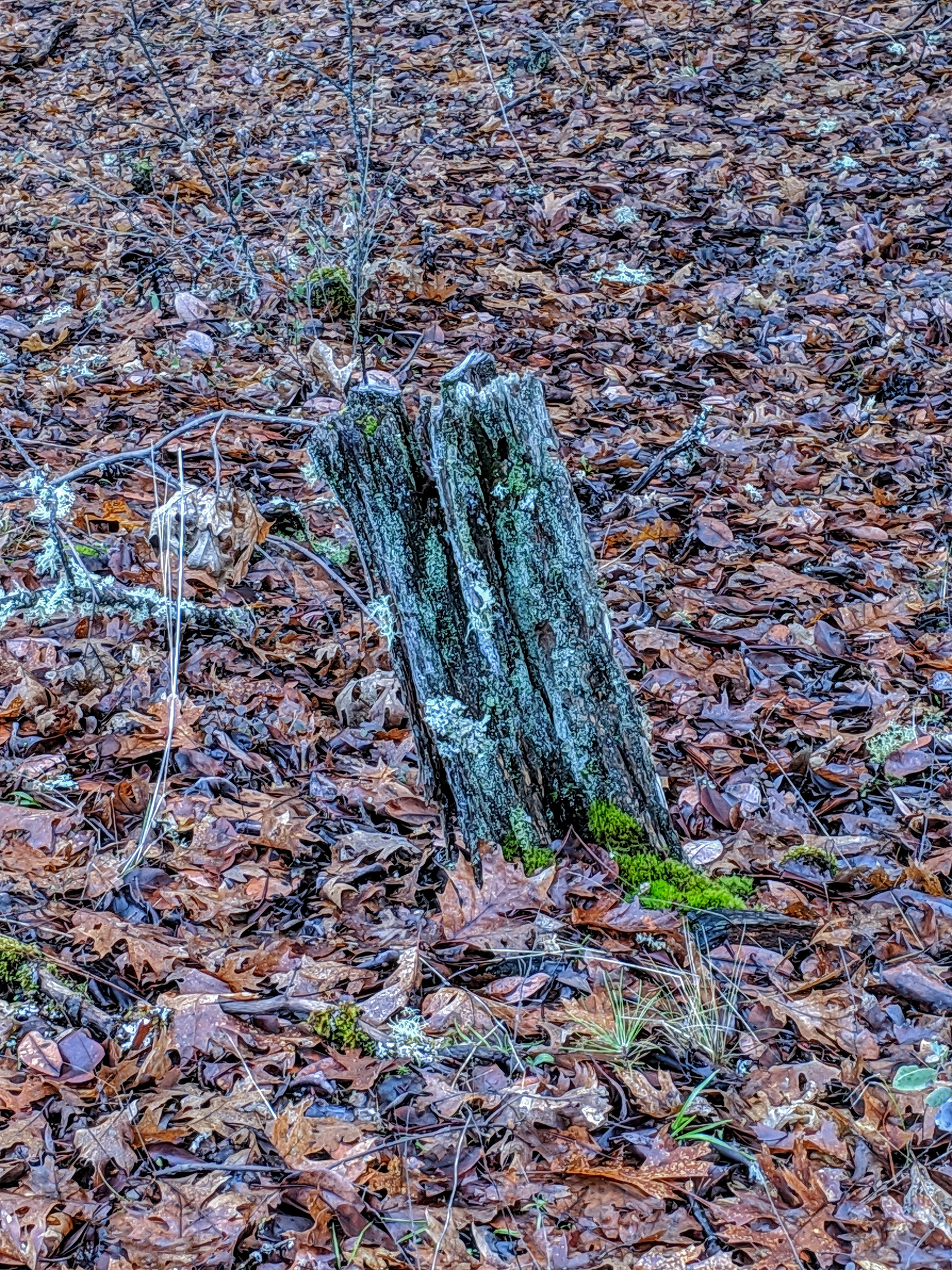 Stump