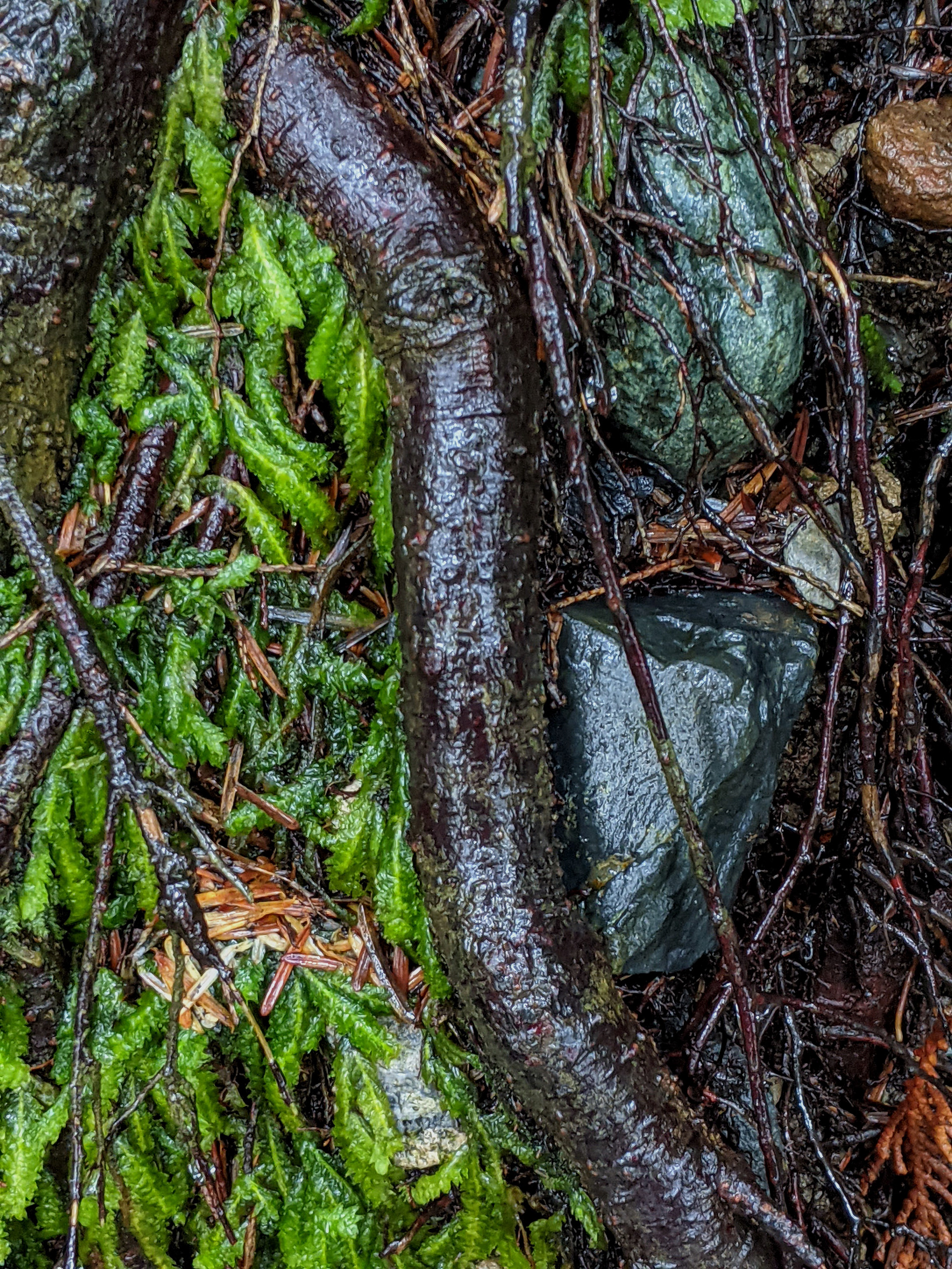 A Root Runs Trhough It