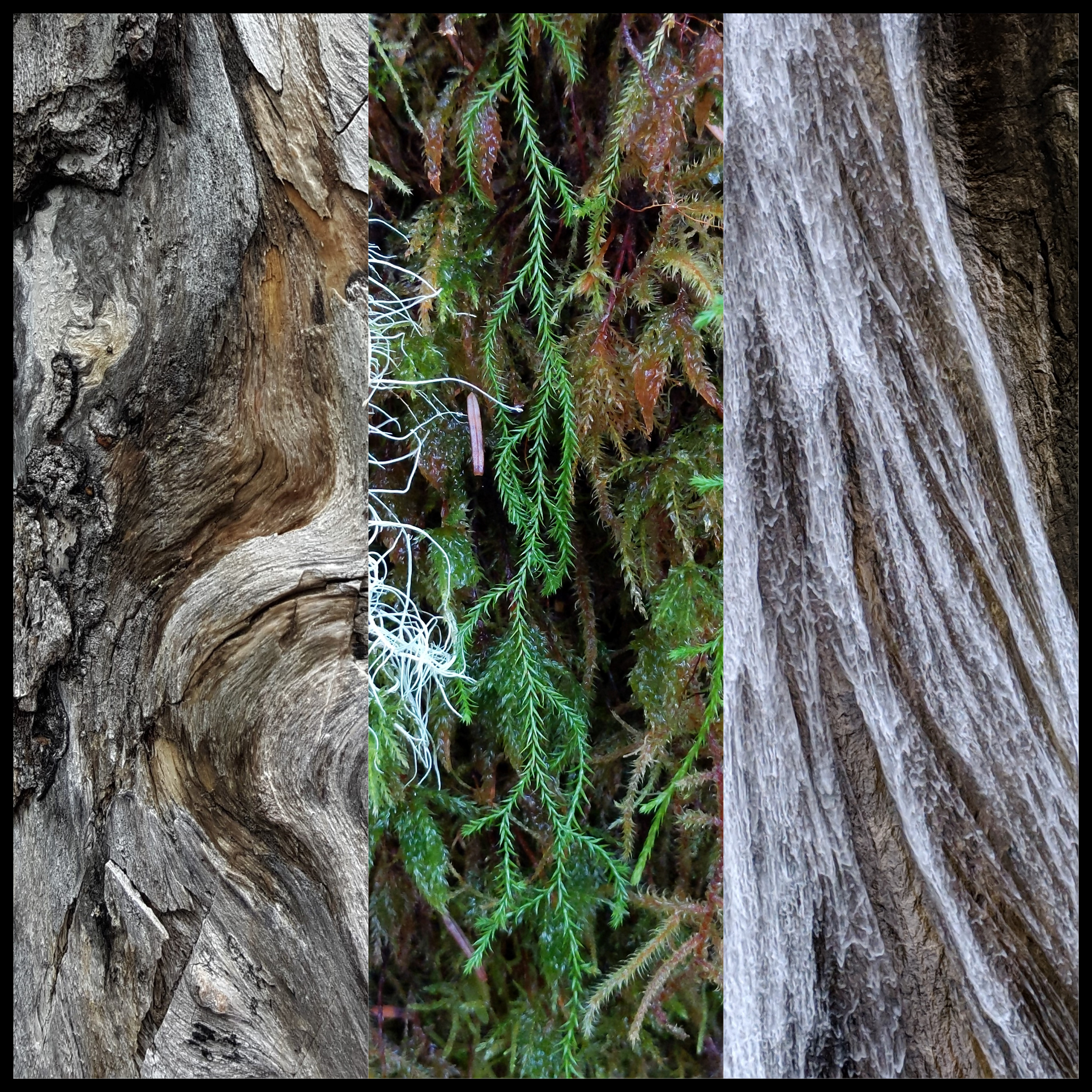 Bark, Lichen and Water