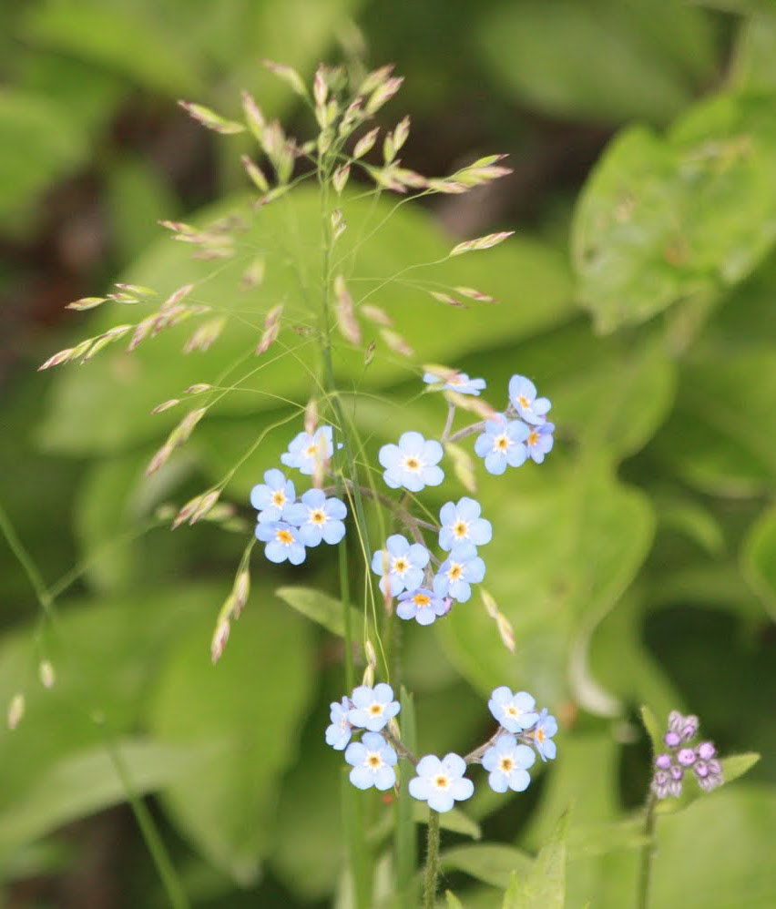 Forget-Me-Not