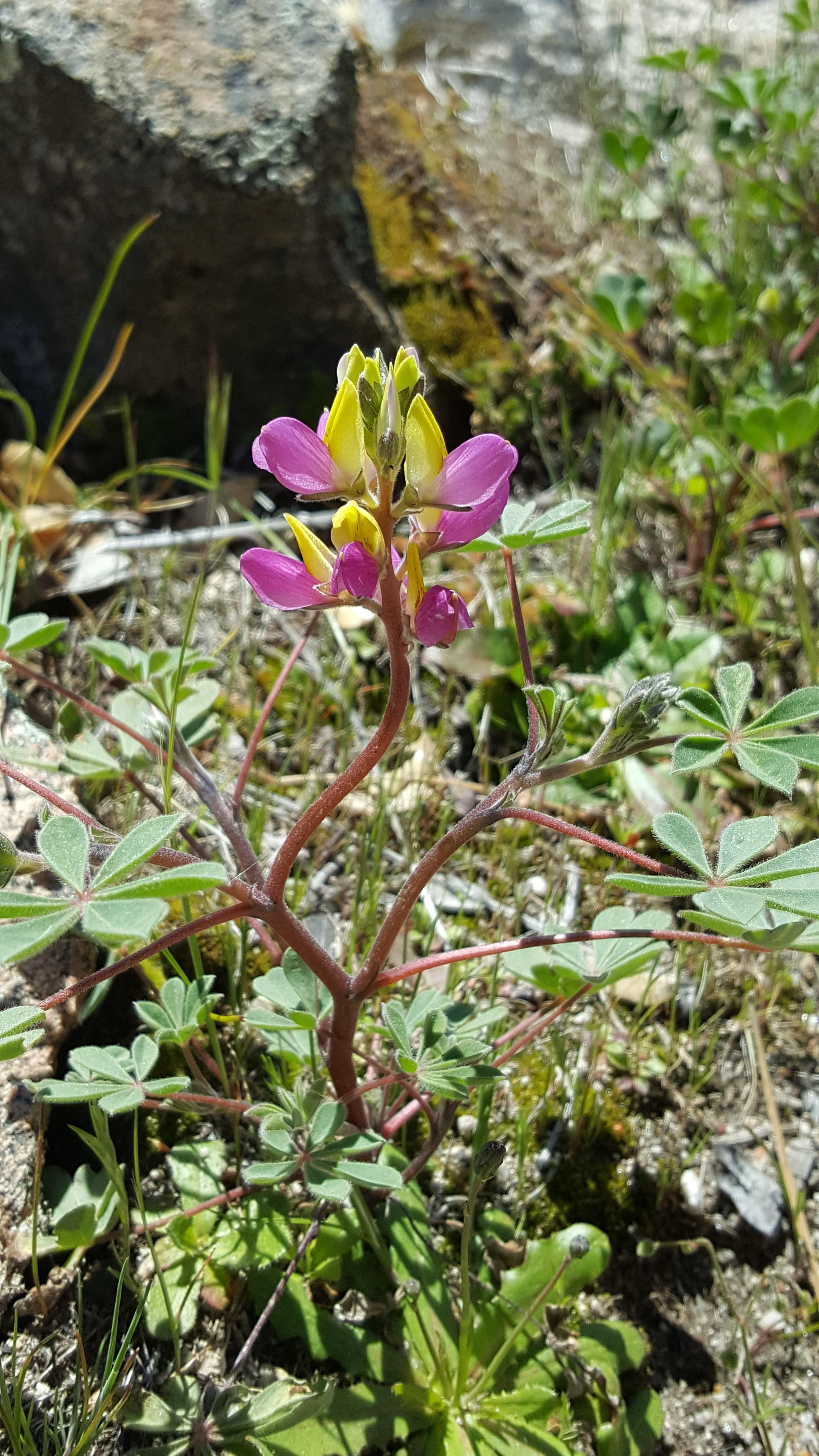Lupine in the Sierras