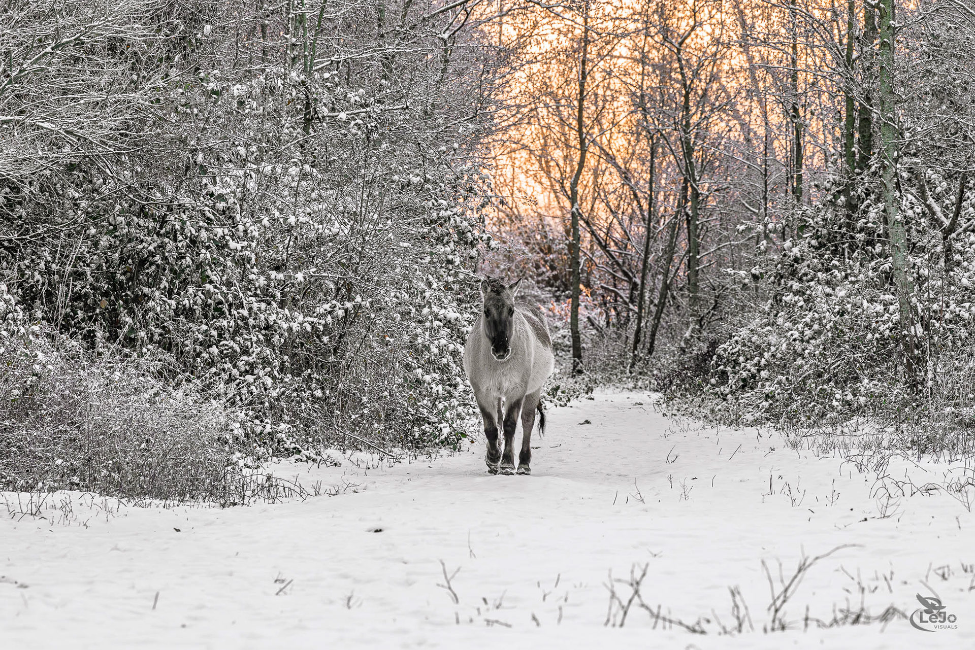 Konigpaard - Rijtmeersen - Oudenaarde