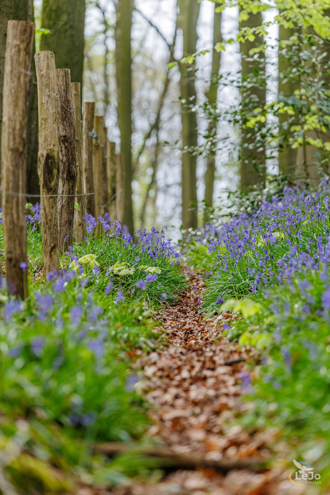 Pad geflankeerd door boshyacinten - Brakelbos - Brakel