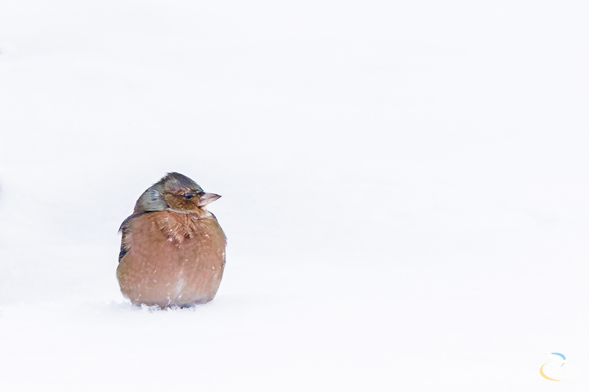 Vink in sneeuw - thuis - Maarkedal