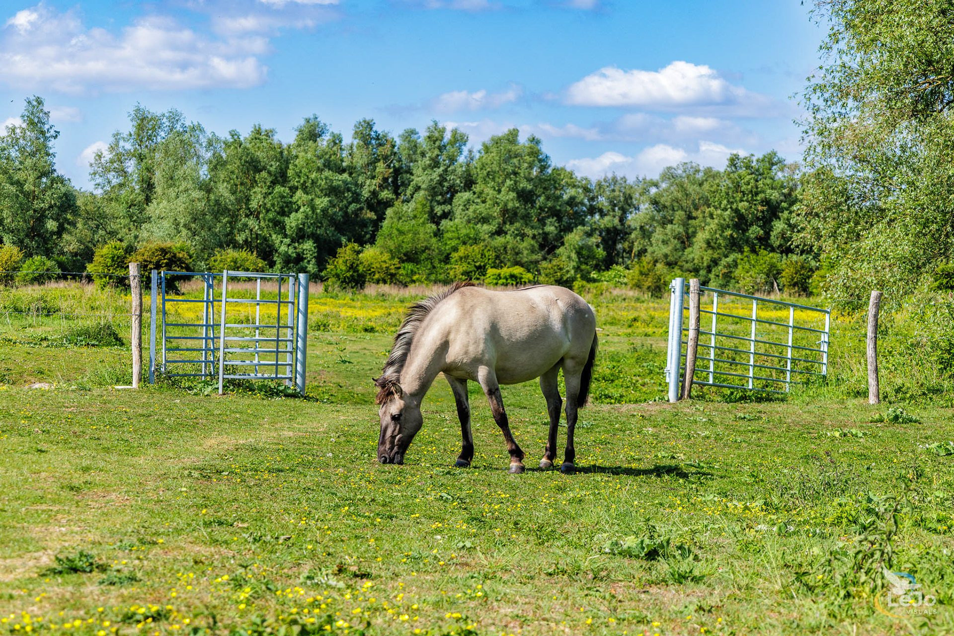 Konikpaard - Reytmeersen - Oudenaarde