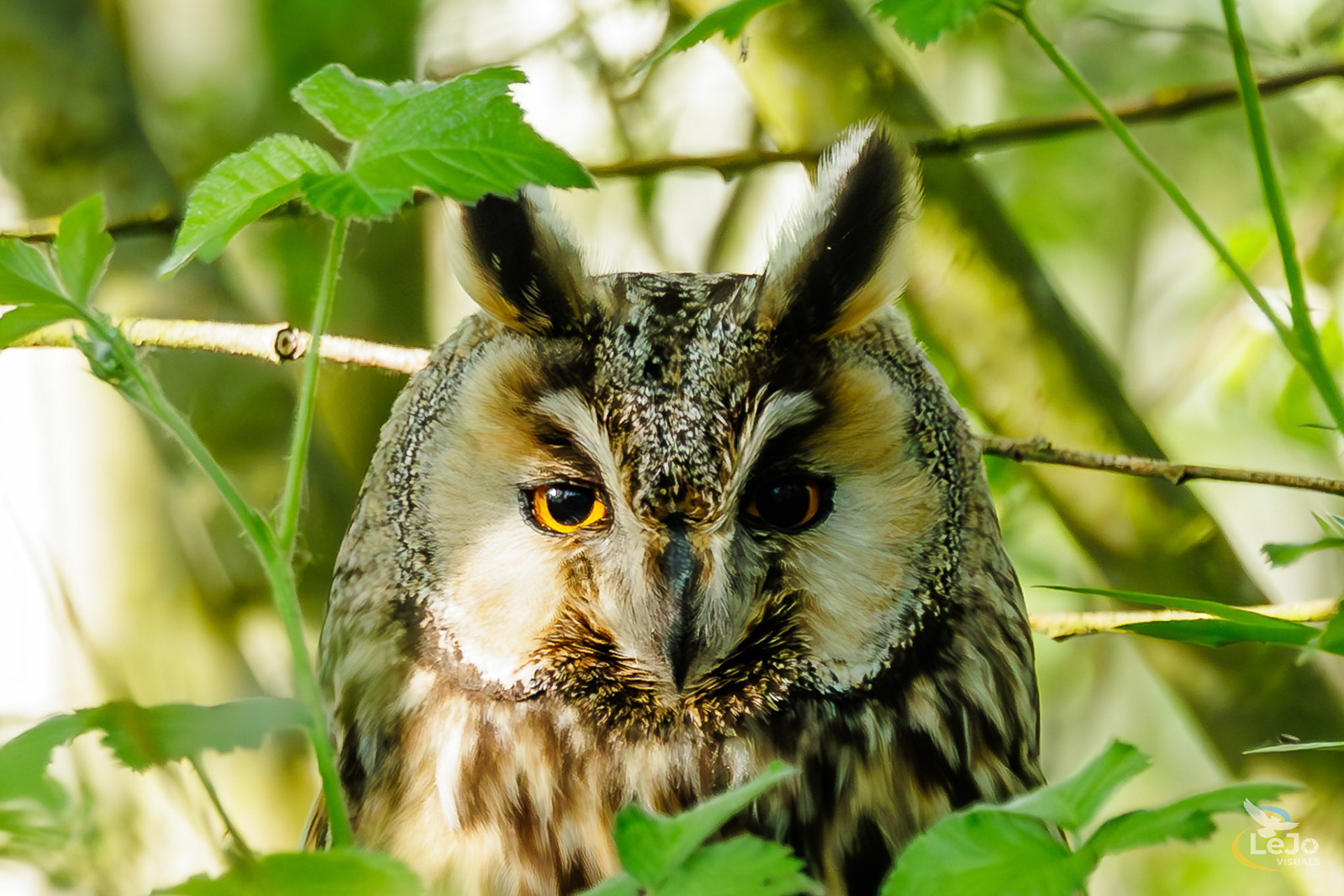 Ransuil close-up - Langemeersen-Wortegem-Petegem