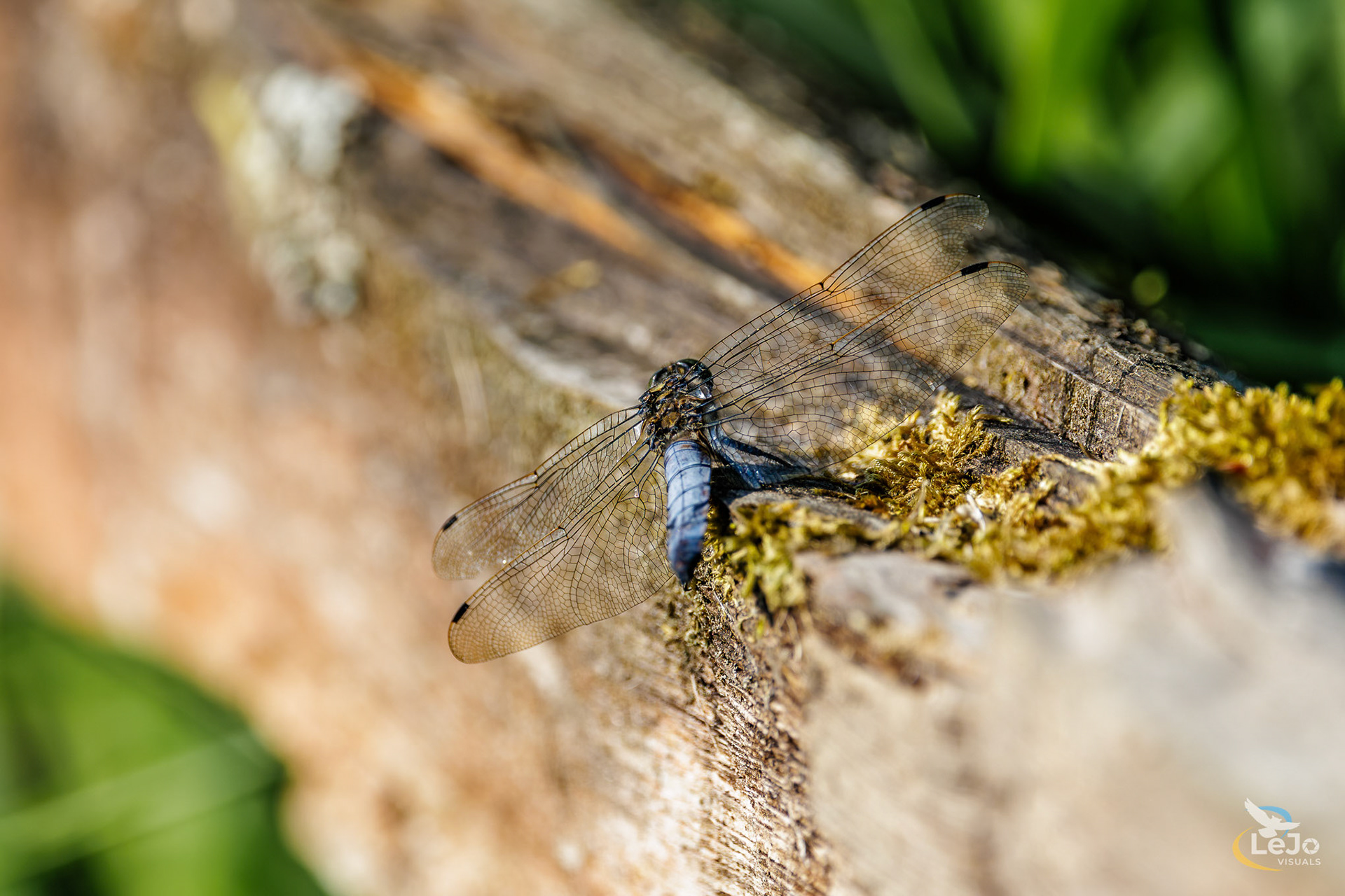 Gewone oeverlibel - Paddenbroek - Kluisbergen